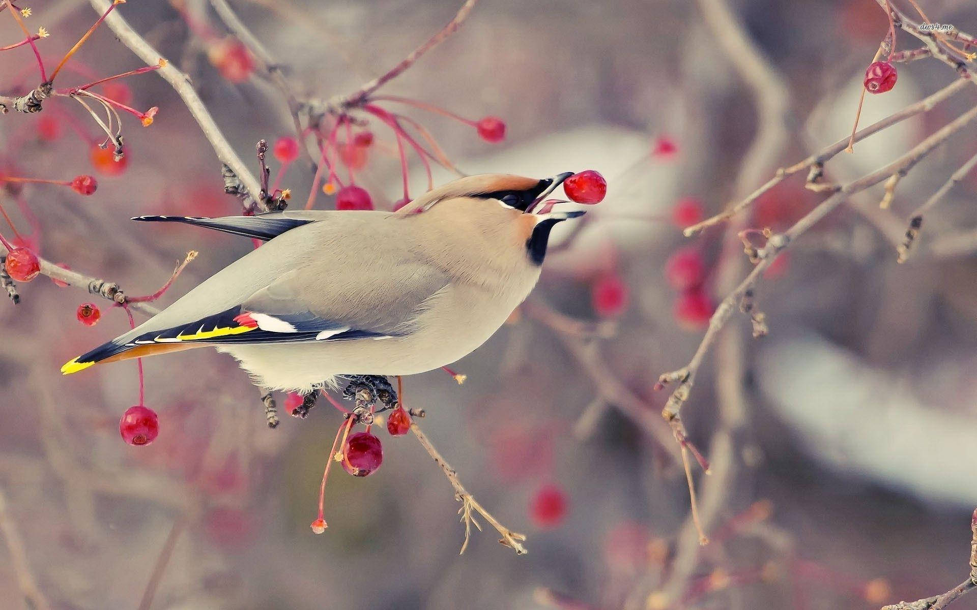 1920x1080 Hd Birds Cedar Waxwing Background