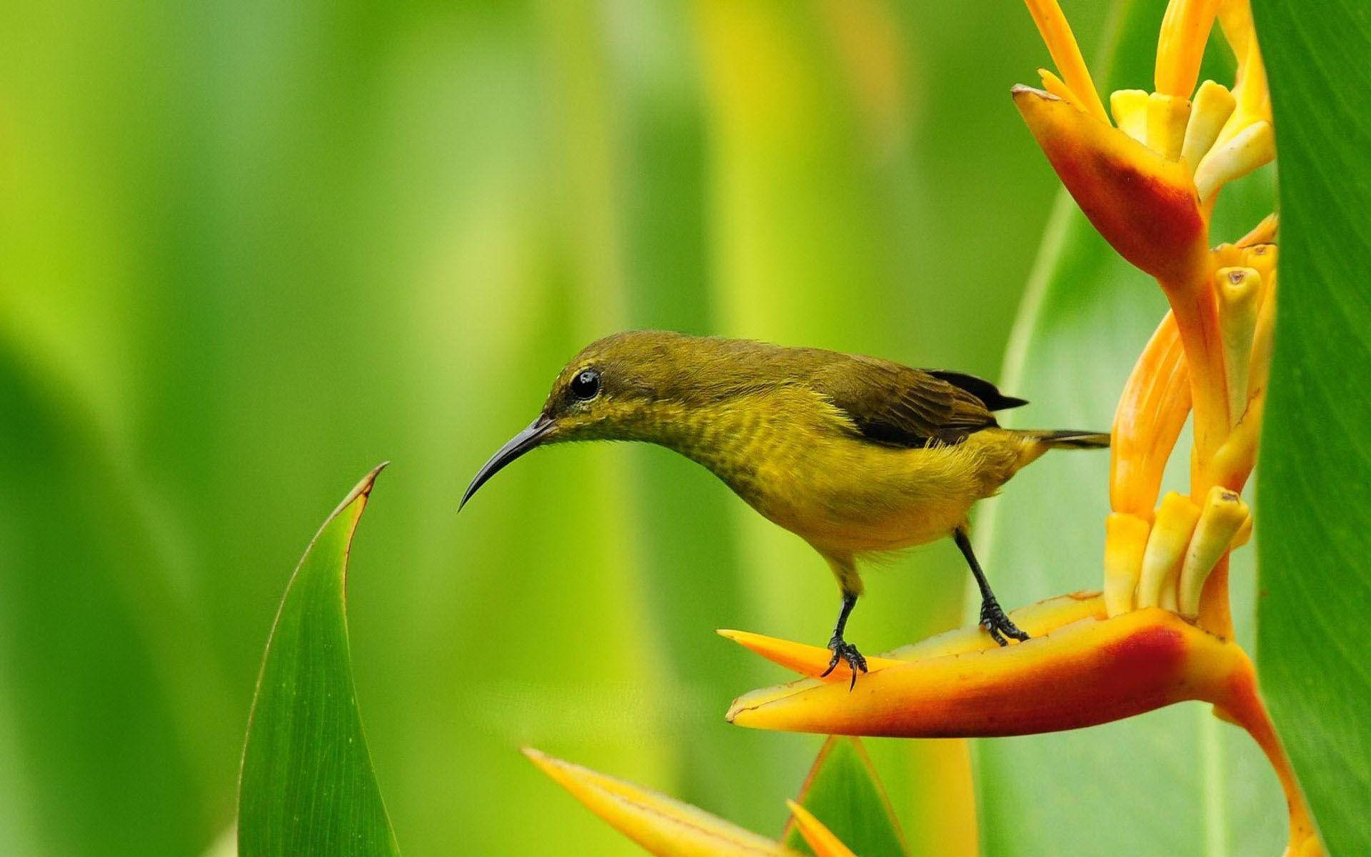 1920x1080 Hd Birds Cheeps Hummingbird