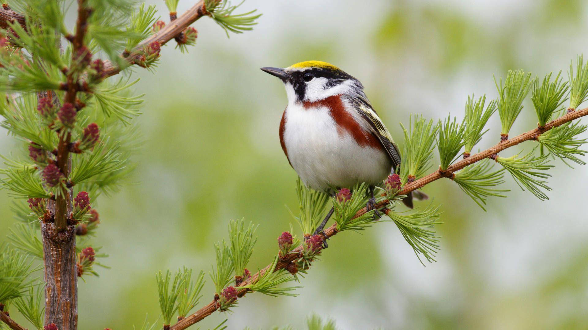 1920x1080 Hd Birds Chestnut-sided Warbler Background