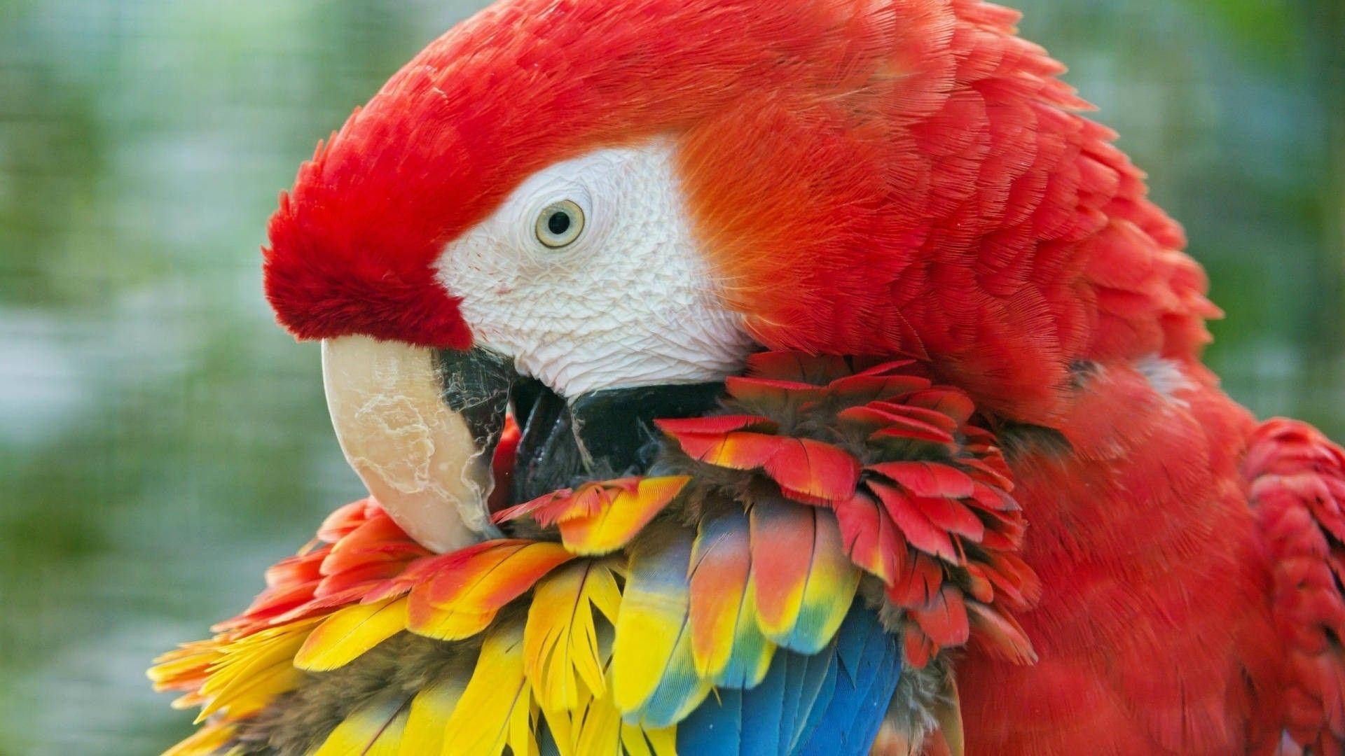 1920x1080 Hd Birds Close-up Shot Of Macaw Background