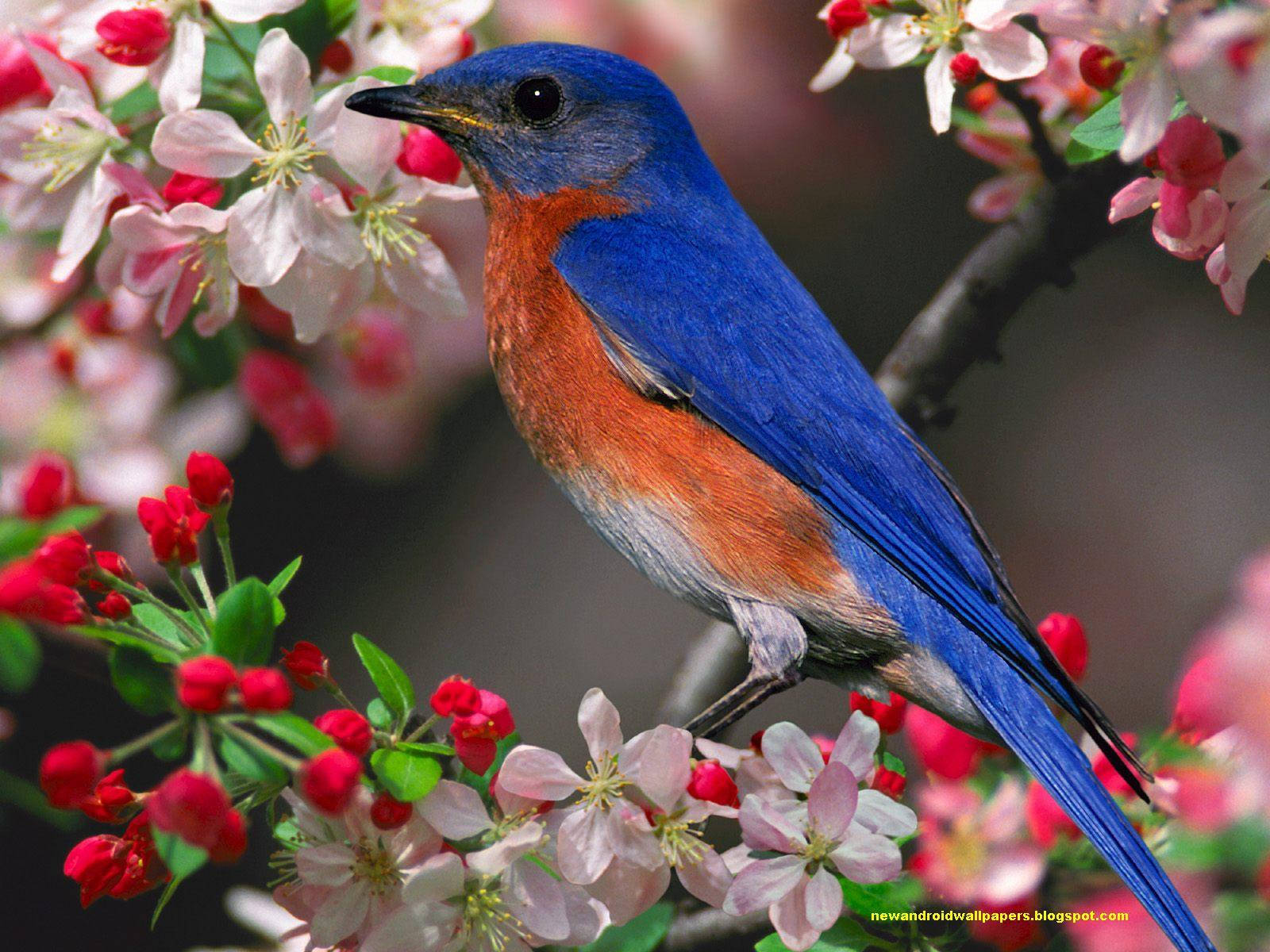 1920x1080 Hd Birds Eastern Bluebird Background