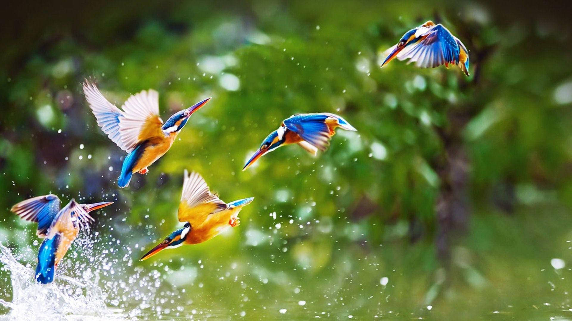 1920x1080 Hd Birds Flock Of Kingfishers Background