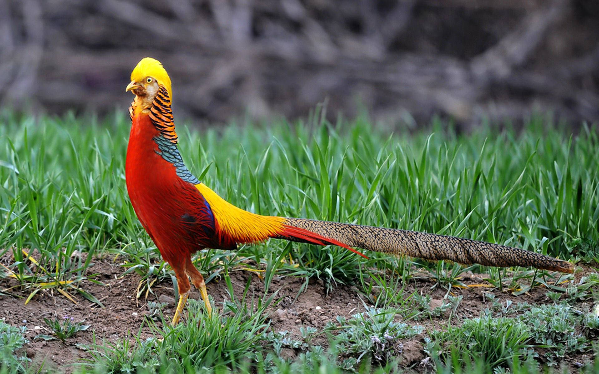 1920x1080 Hd Birds Golden Pheasant