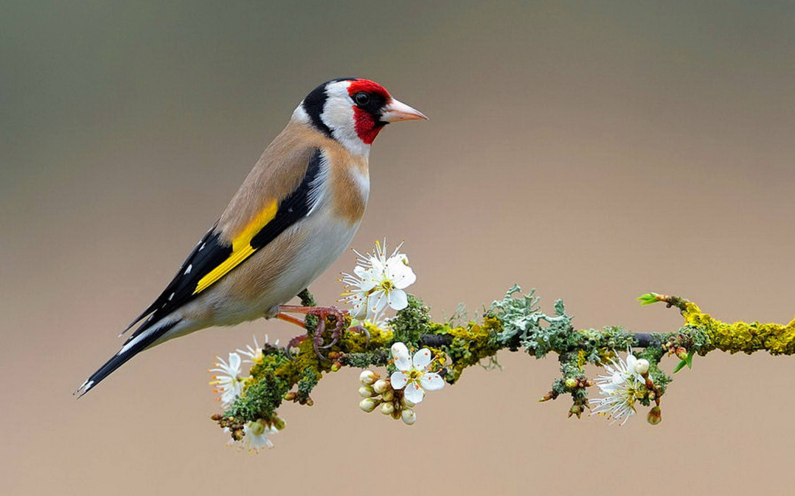 1920x1080 Hd Birds Goldfinch Background