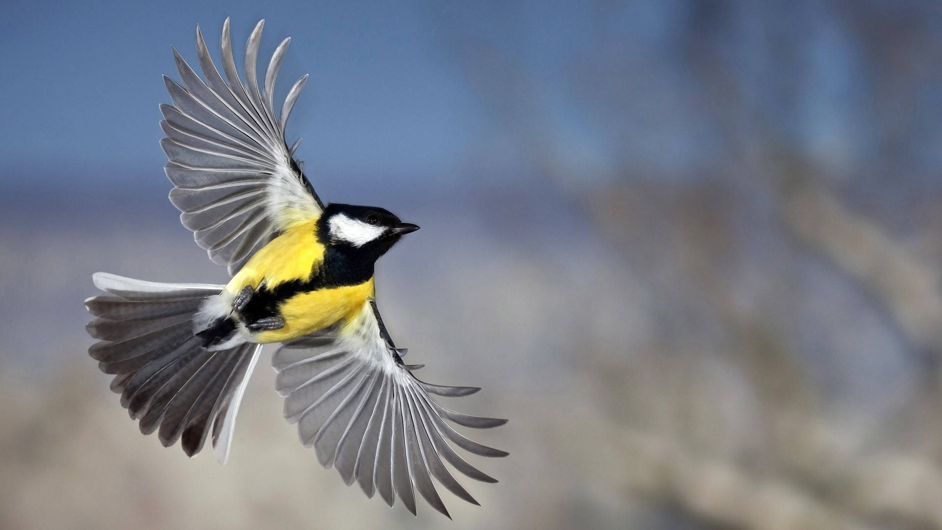 1920x1080 Hd Birds Great Tit Background