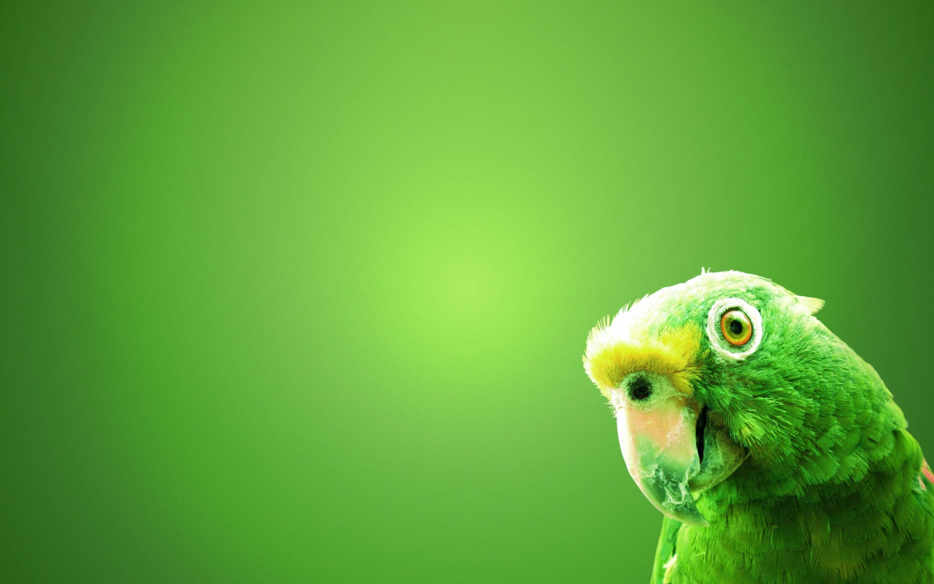 1920x1080 Hd Birds Green Parrot