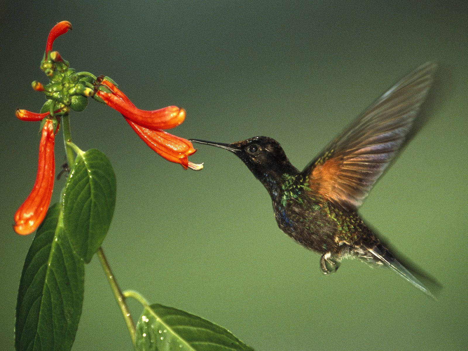 1920x1080 Hd Birds Hummingbird Background