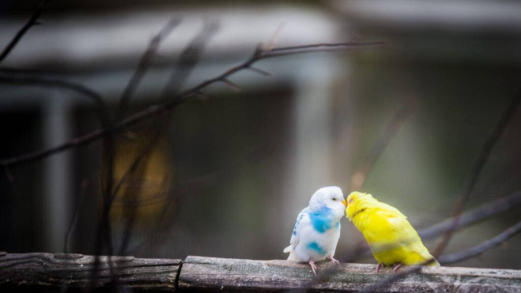 1920x1080 Hd Birds Kissing