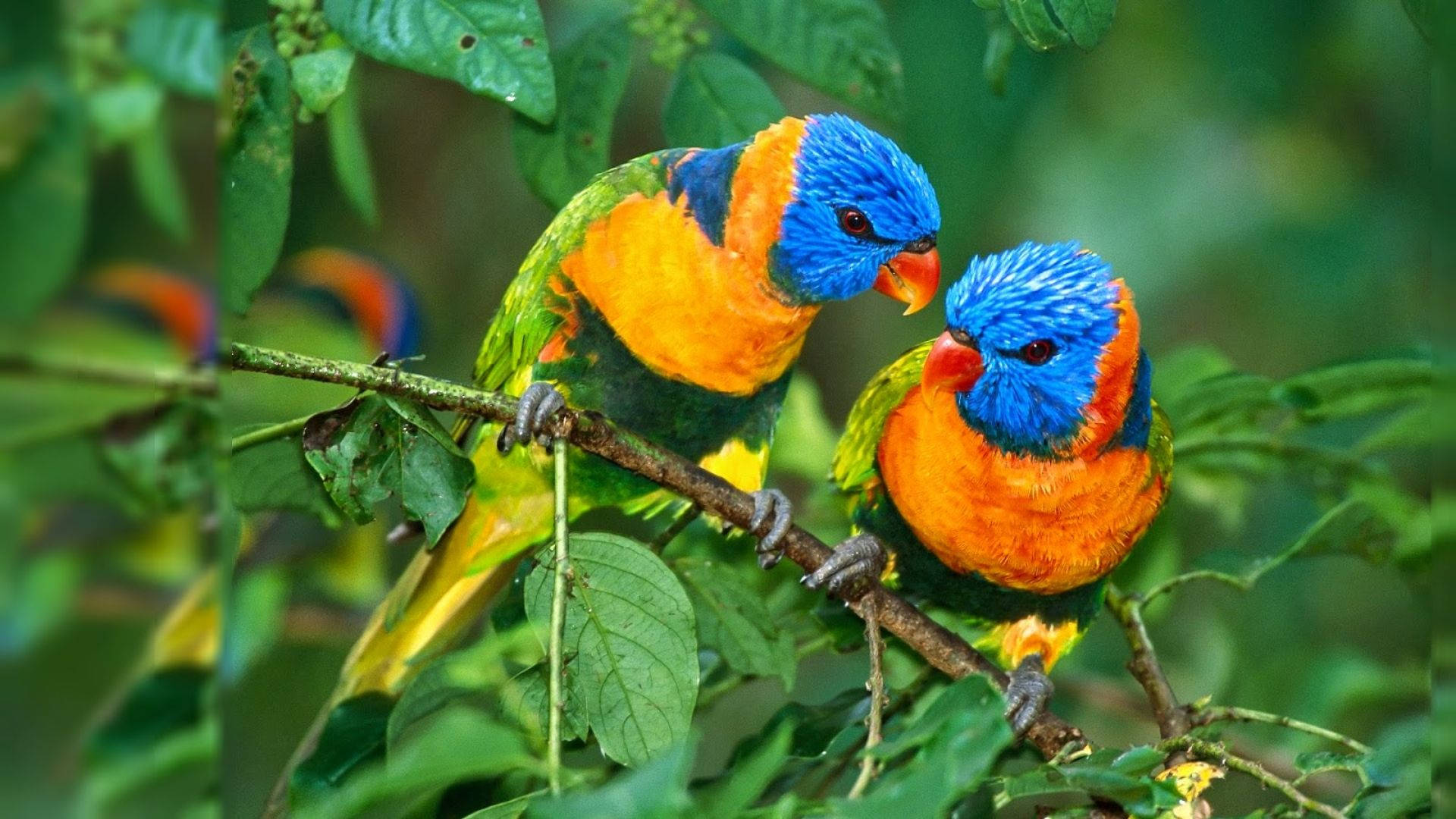 1920x1080 Hd Birds Little Parrot