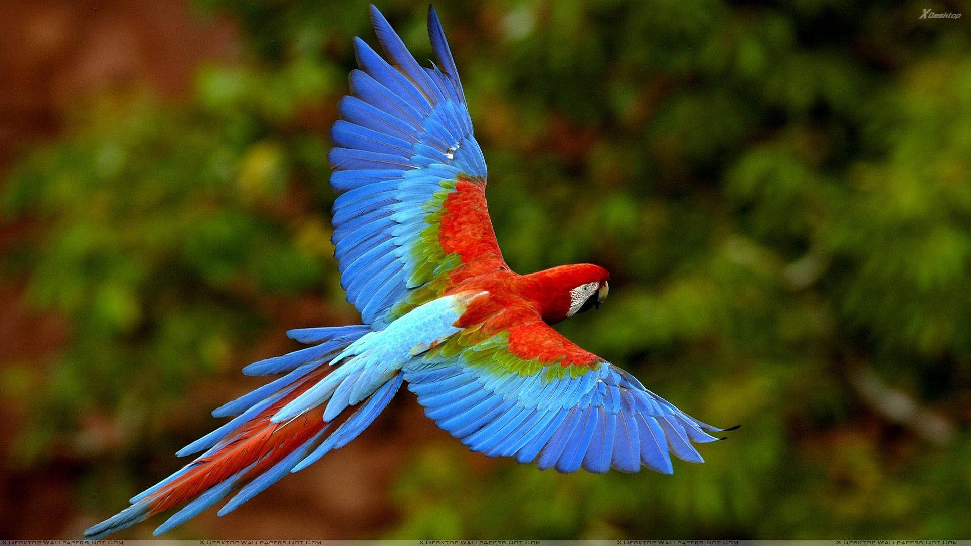 1920x1080 Hd Birds Macaw On Blurry Backdrop Background