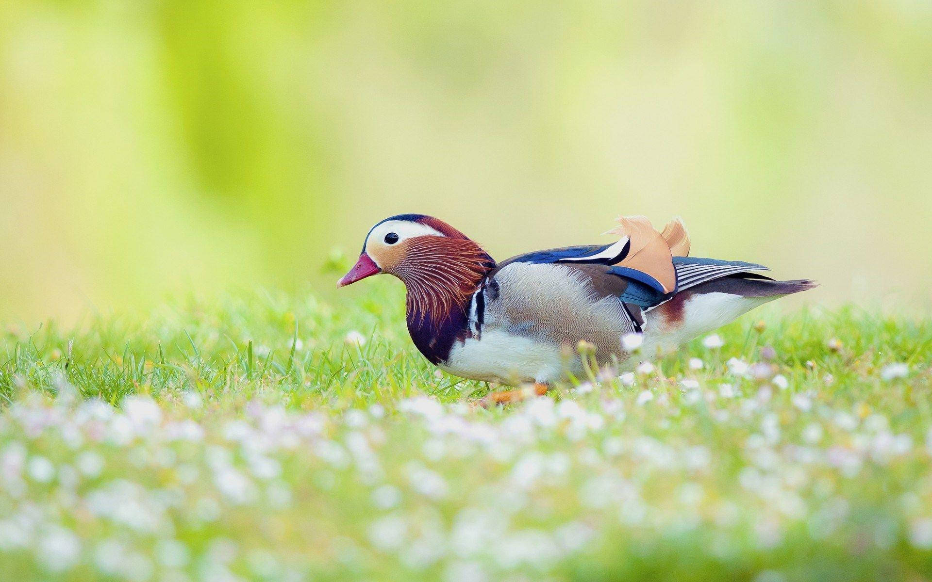 1920x1080 Hd Birds Mandarin Duck Background