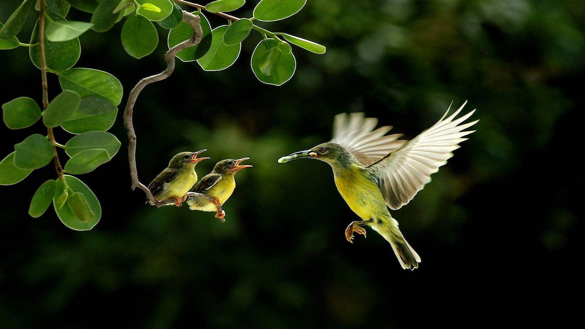 1920x1080 Hd Birds Mother And Children Weaver Background