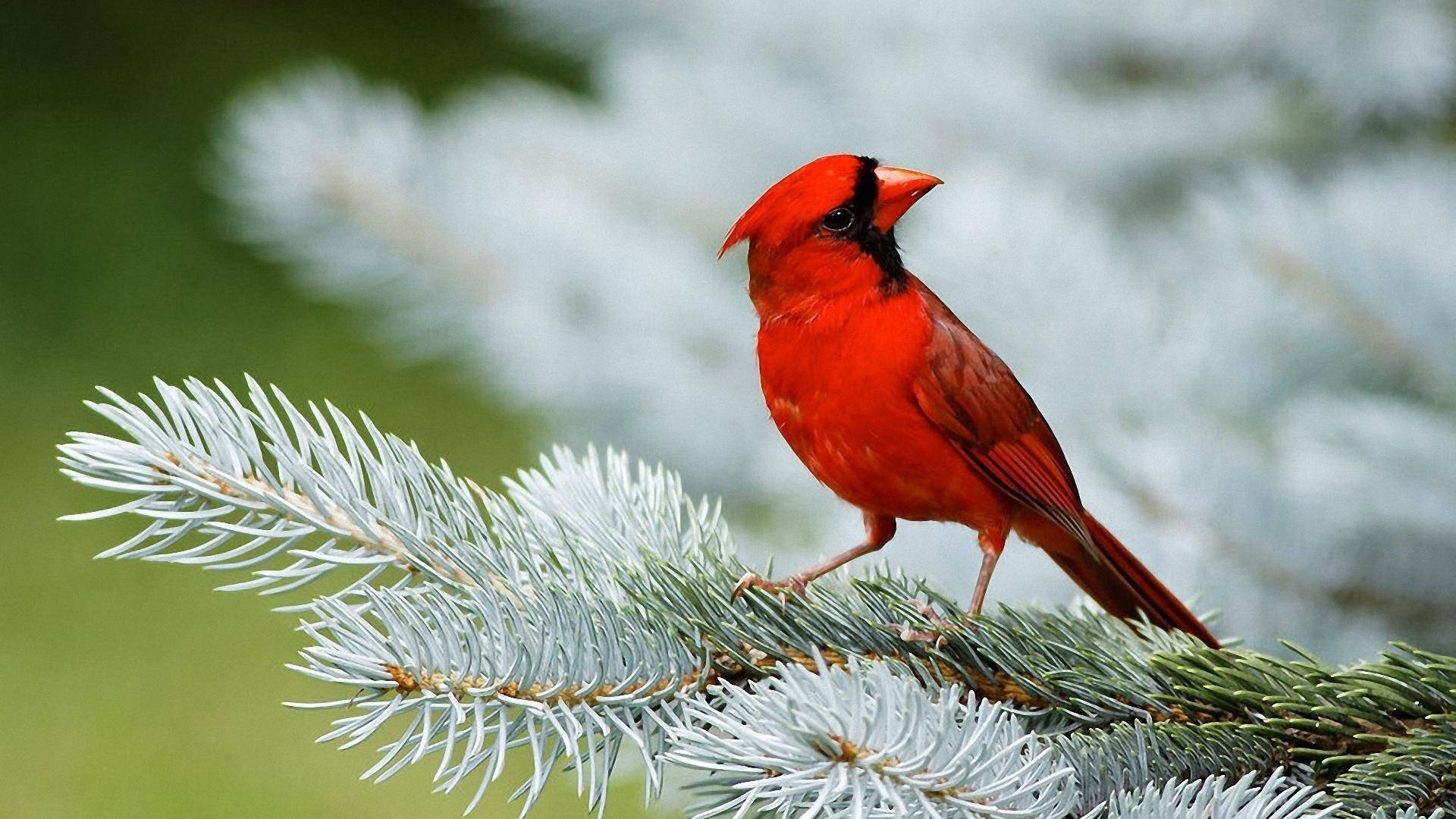 1920x1080 Hd Birds Northern Cardinal Background