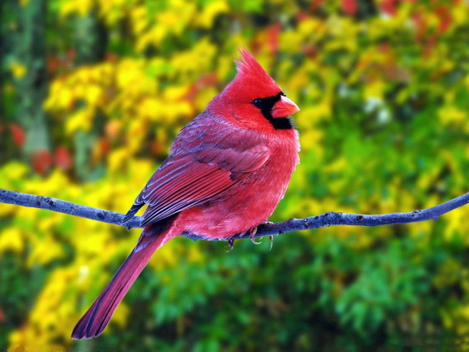 1920x1080 Hd Birds Northern Cardinal Background