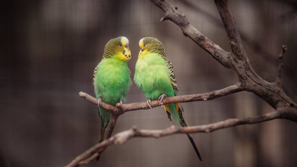 1920x1080 Hd Birds On Branch Of Tree Background