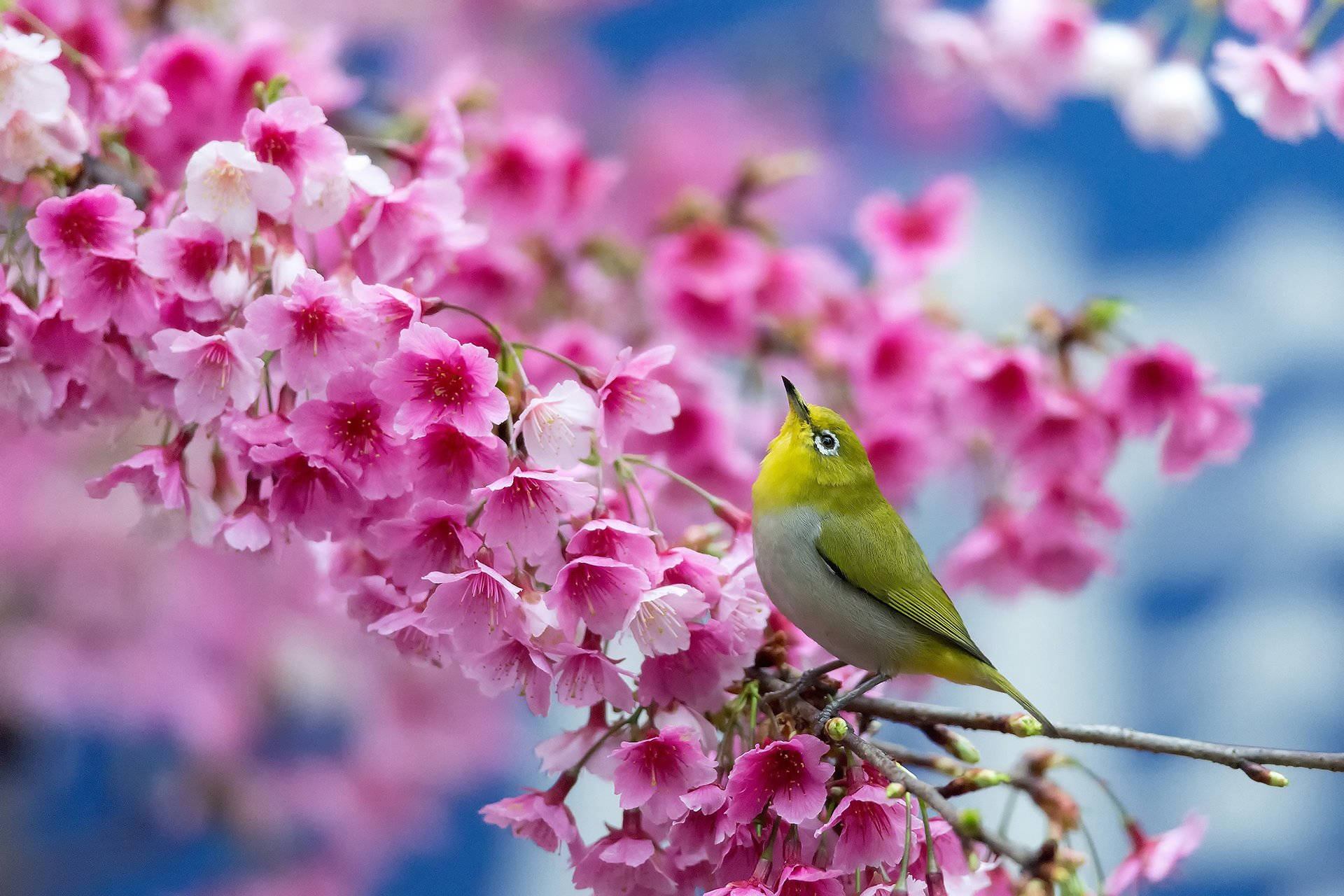 1920x1080 Hd Birds On Cherry Blossom Background