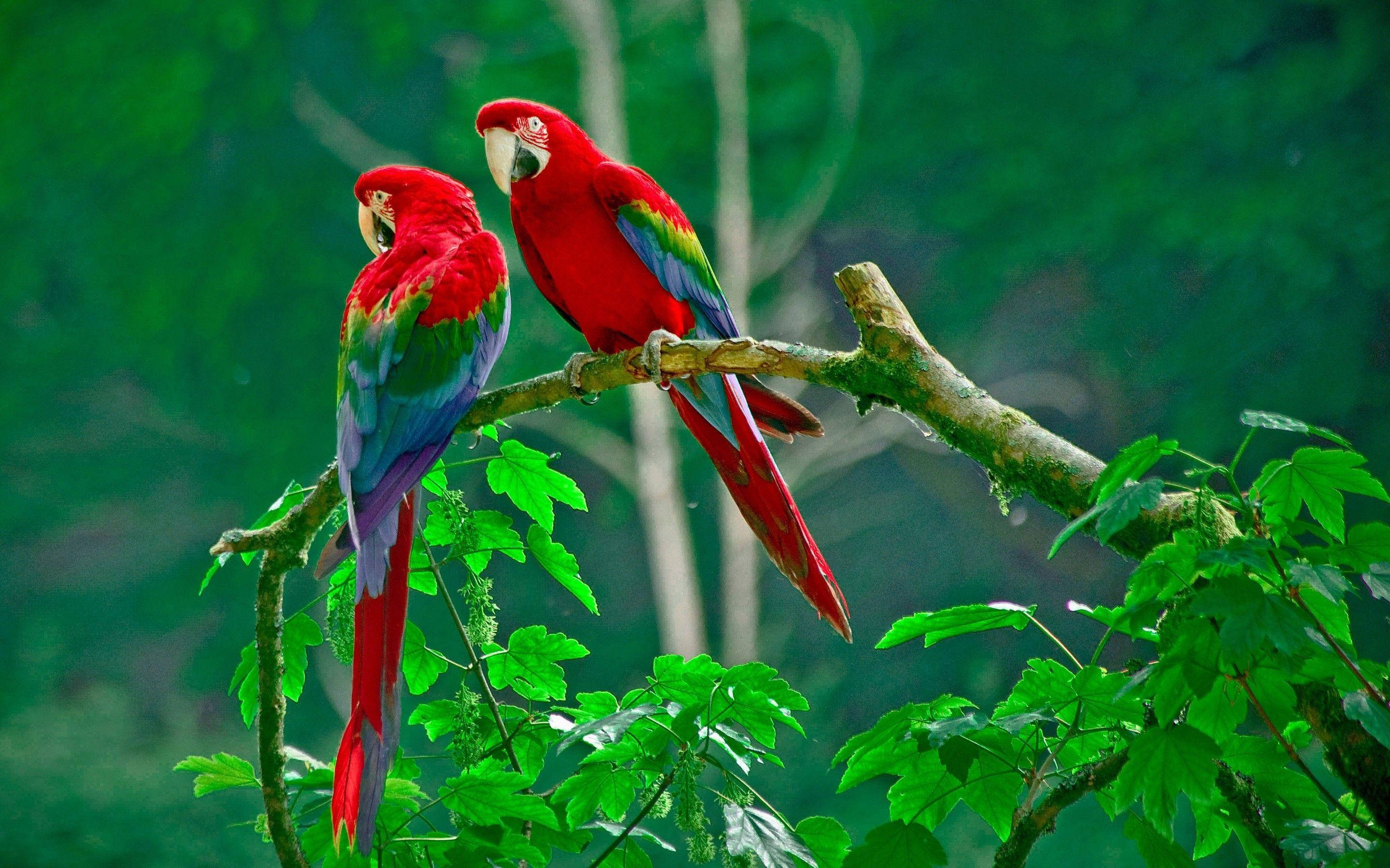 1920x1080 Hd Birds Parrot On Forest