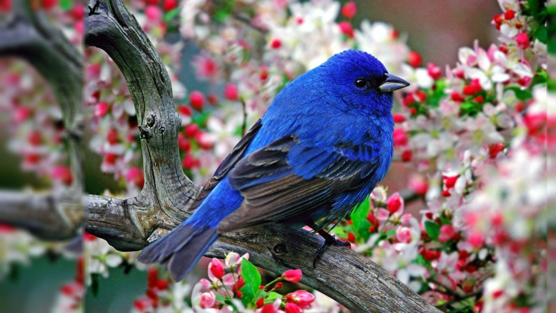 1920x1080 Hd Birds Pretty Bluebird Background