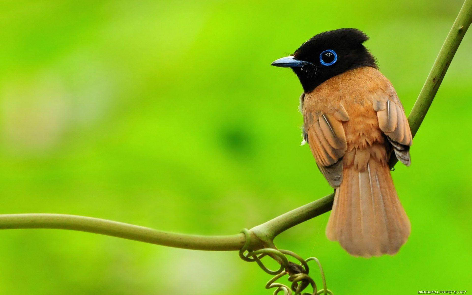 1920x1080 Hd Birds Red-bellied Paradise Flycatcher Background