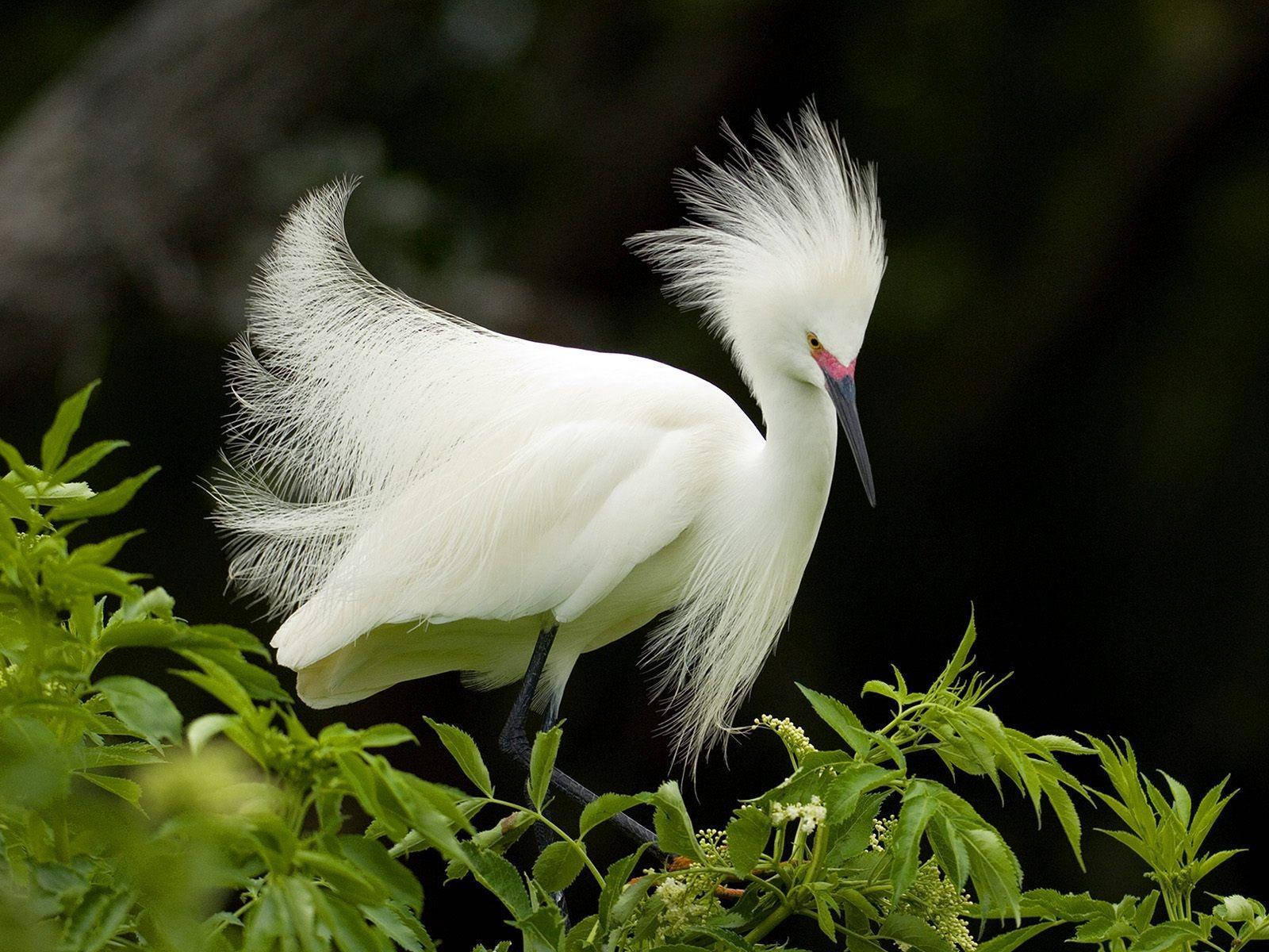 1920x1080 Hd Birds Snowy Egret