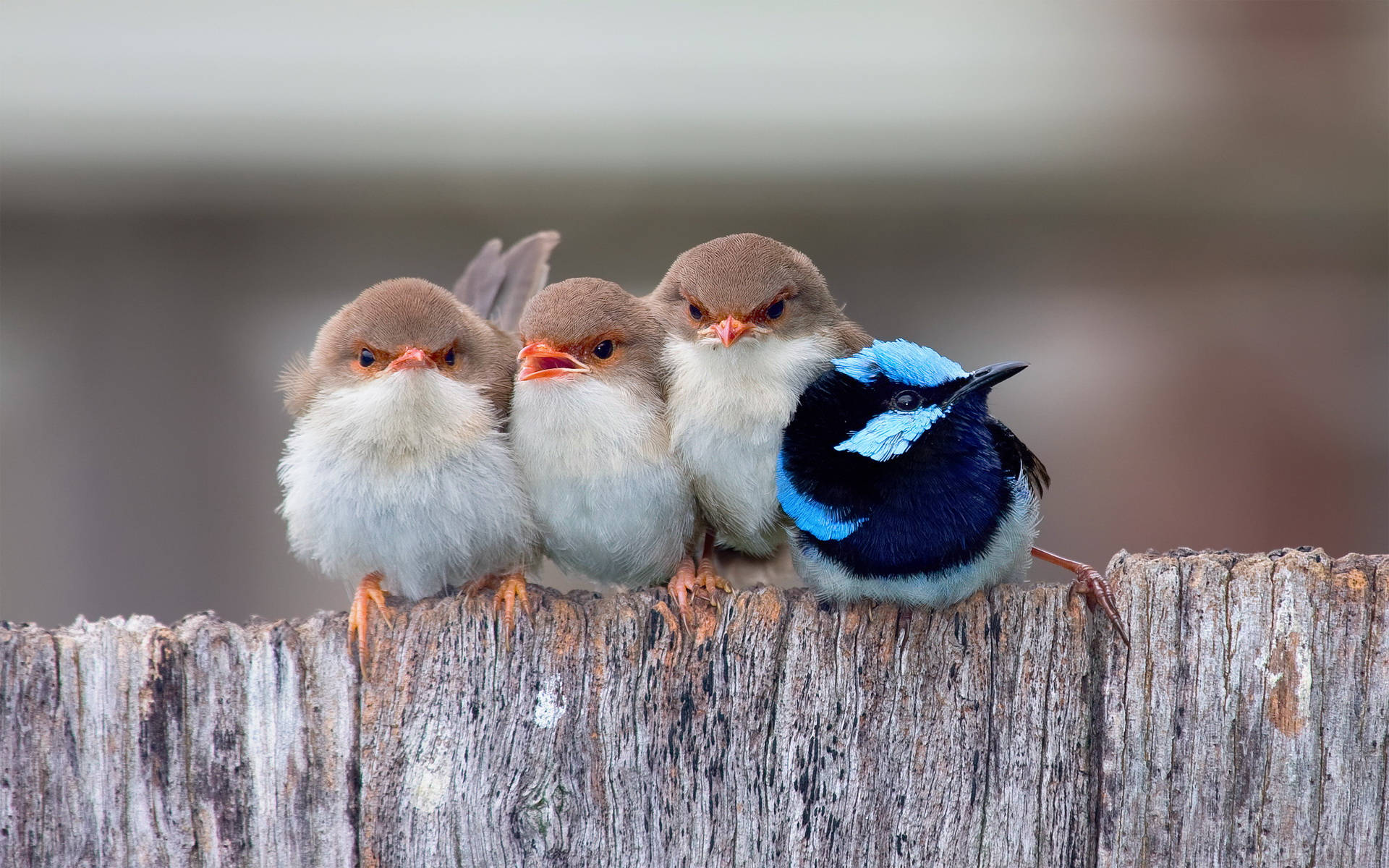 1920x1080 Hd Birds Superb Fairywren Background