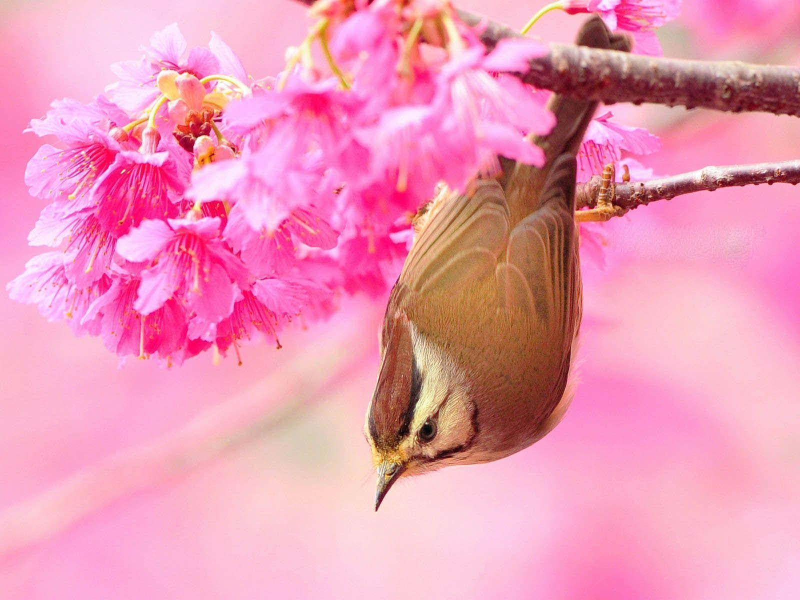 1920x1080 Hd Birds Taiwan Yuhina