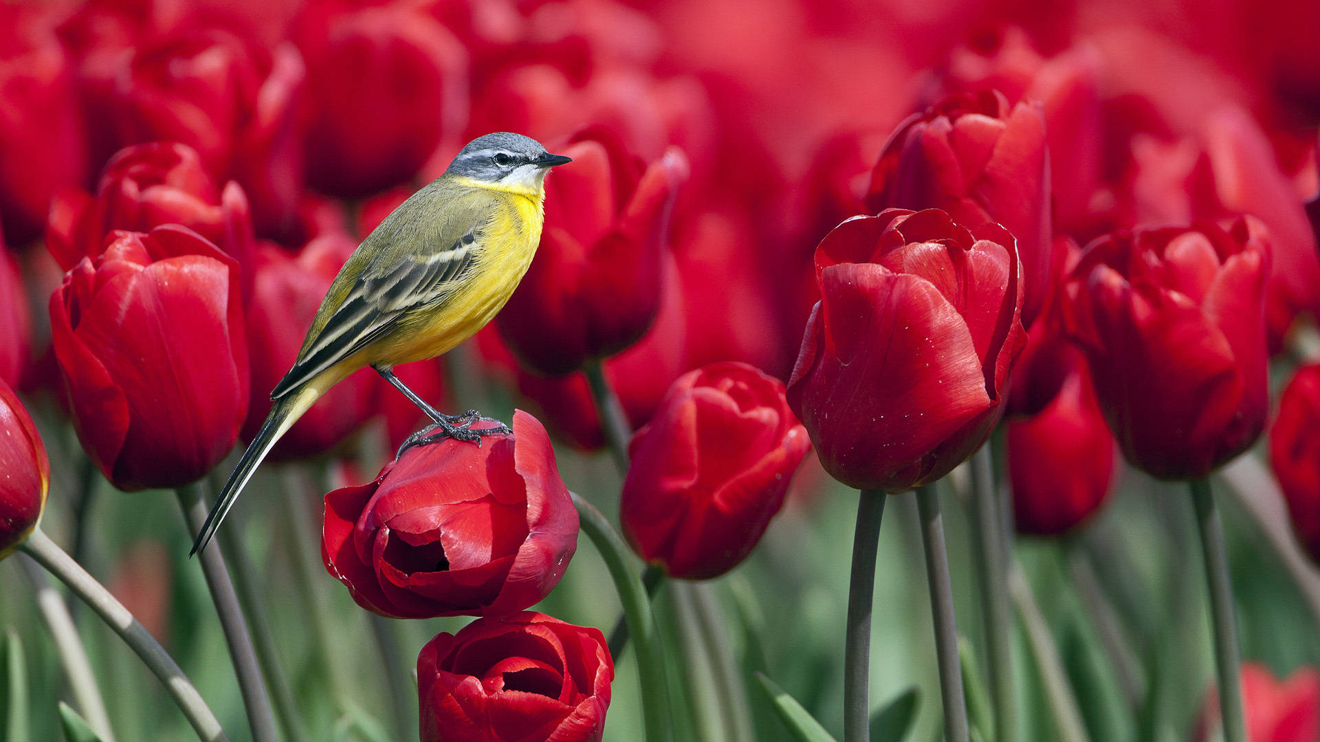 1920x1080 Hd Birds Wagtails Background