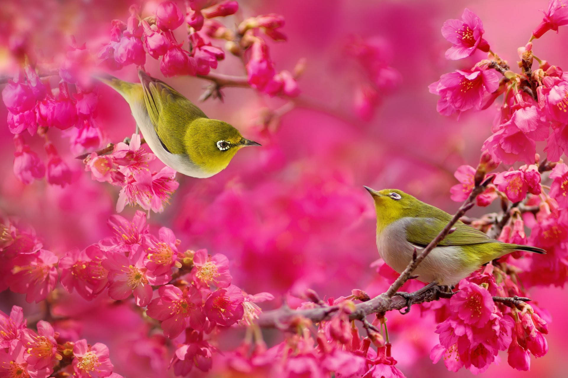 1920x1080 Hd Birds Warbling White-eye Background