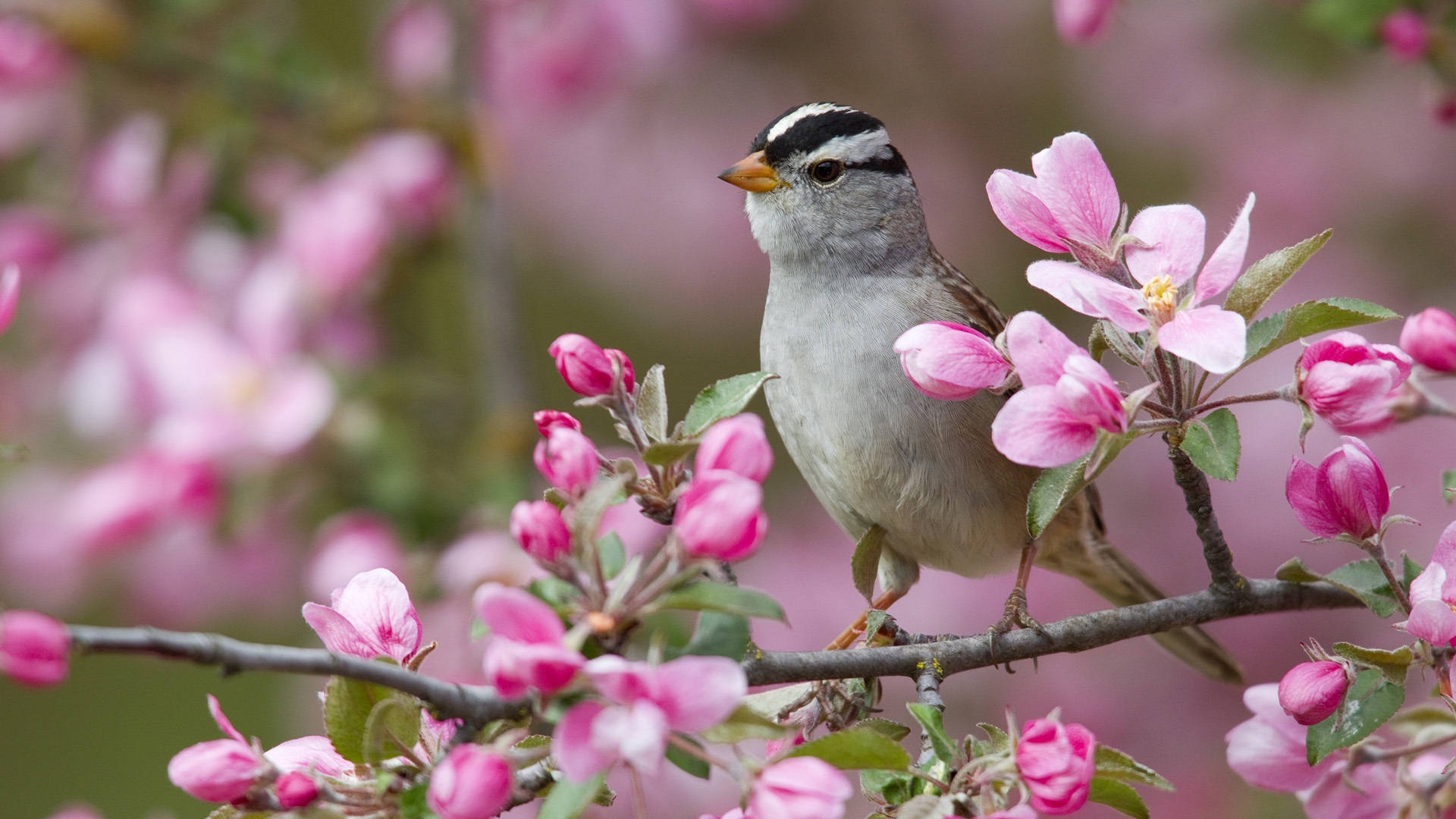 1920x1080 Hd Birds White-crowned Sparrow Background