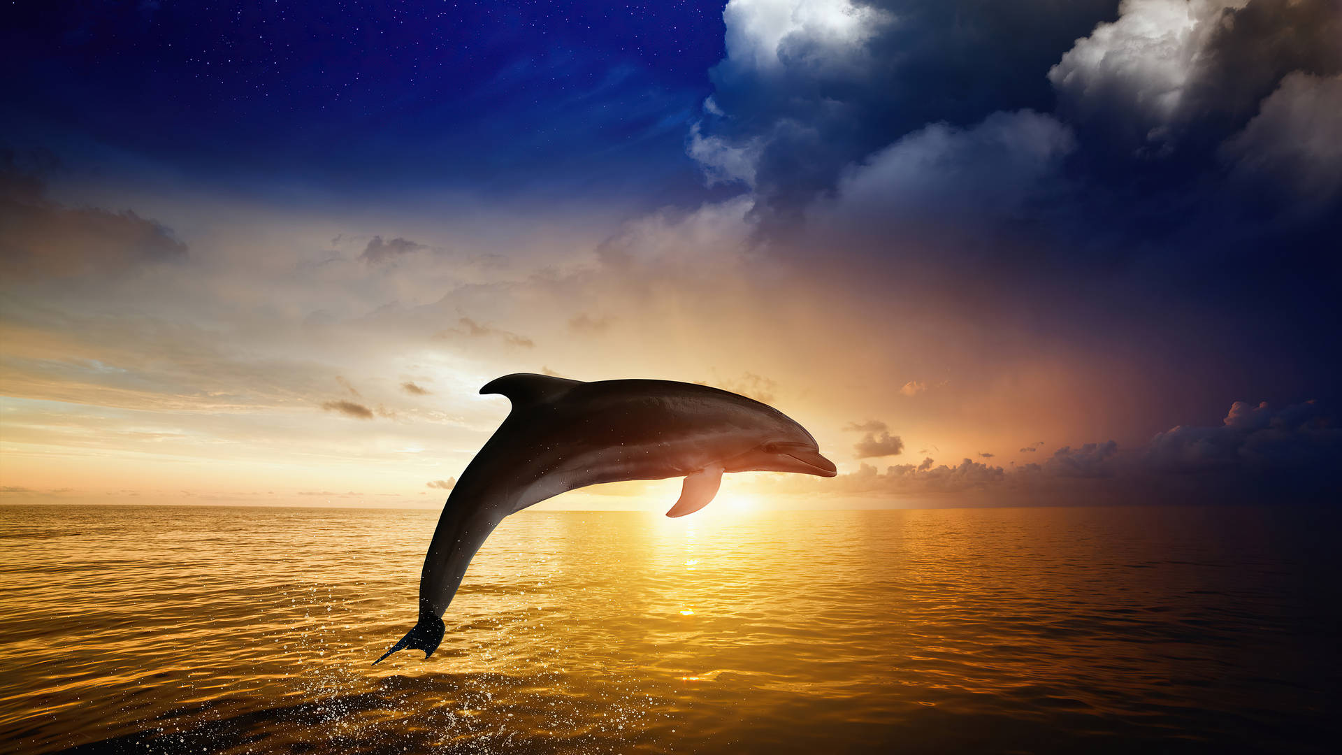 1920x1080 Hd Dolphin Jumping Sunset