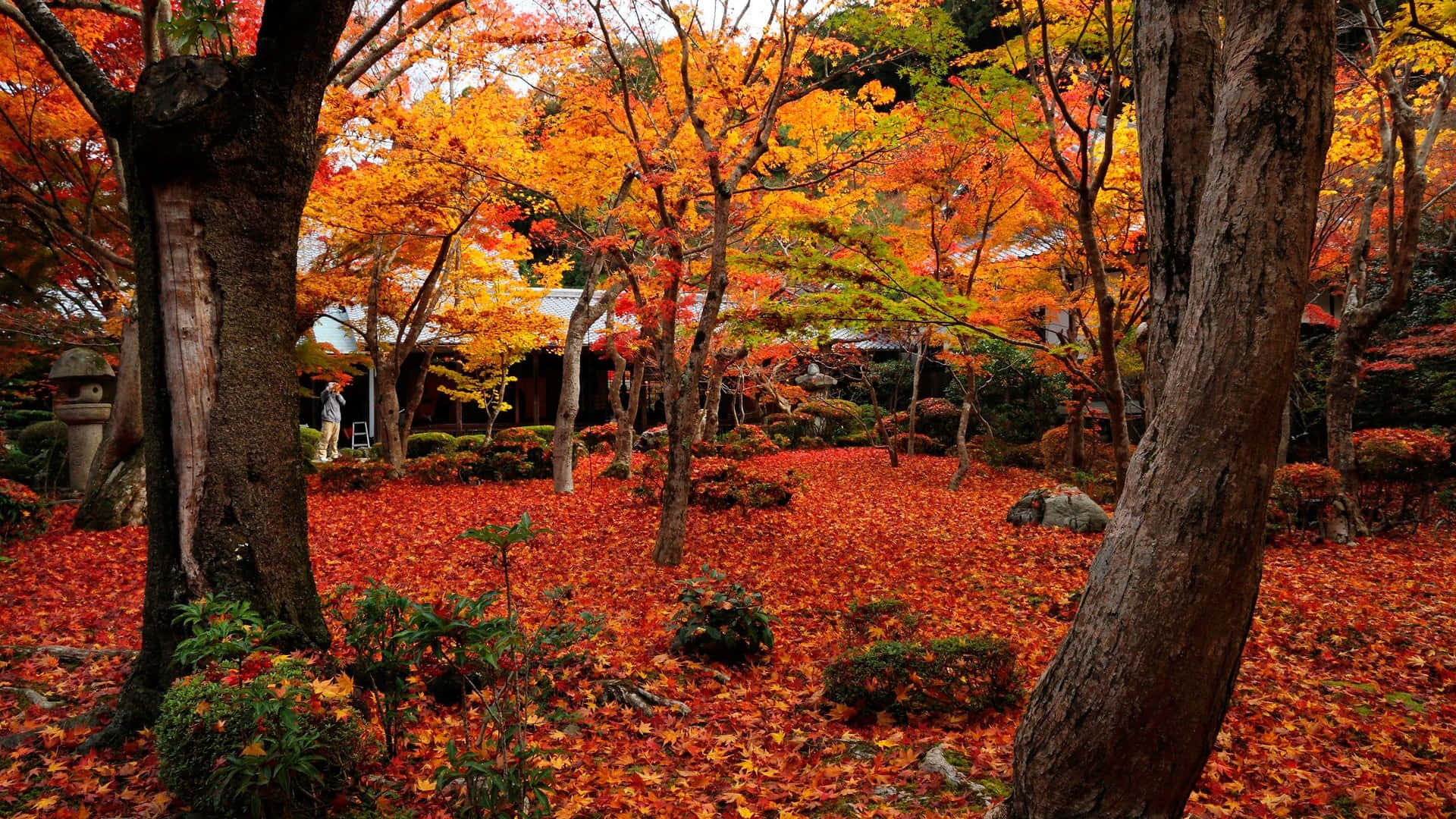 1920x1080 Hd Fall Backyard Trees Background