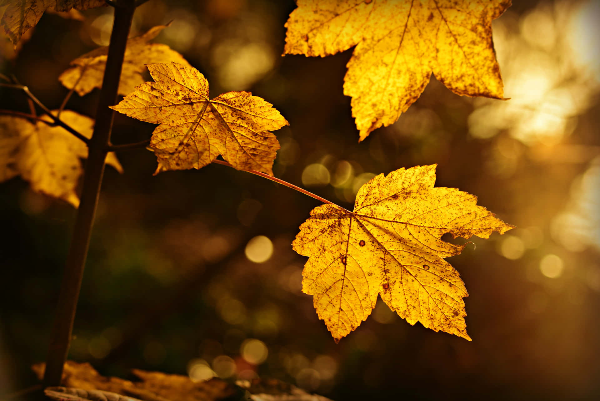 1920x1080 Hd Fall Close Up Leaves