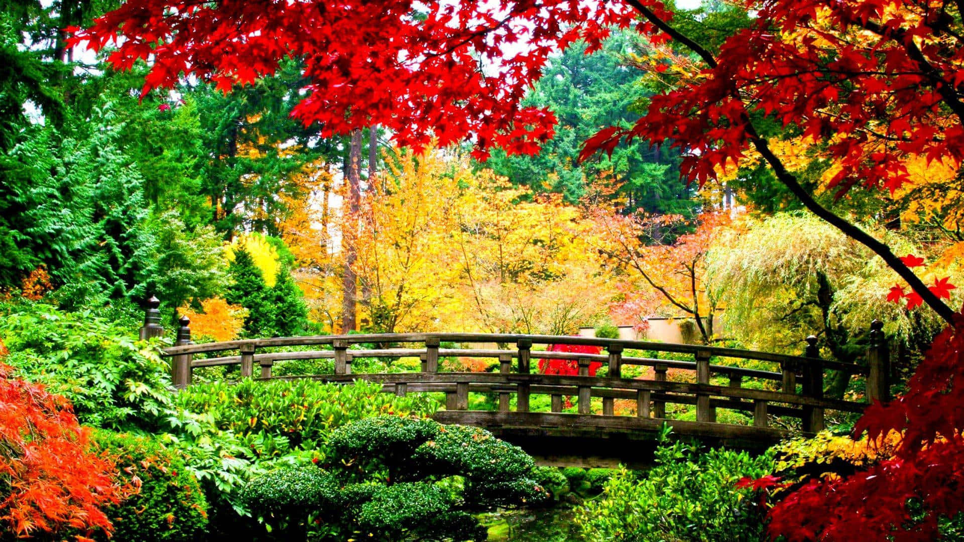 1920x1080 Hd Fall Colorful Trees Bridge Background