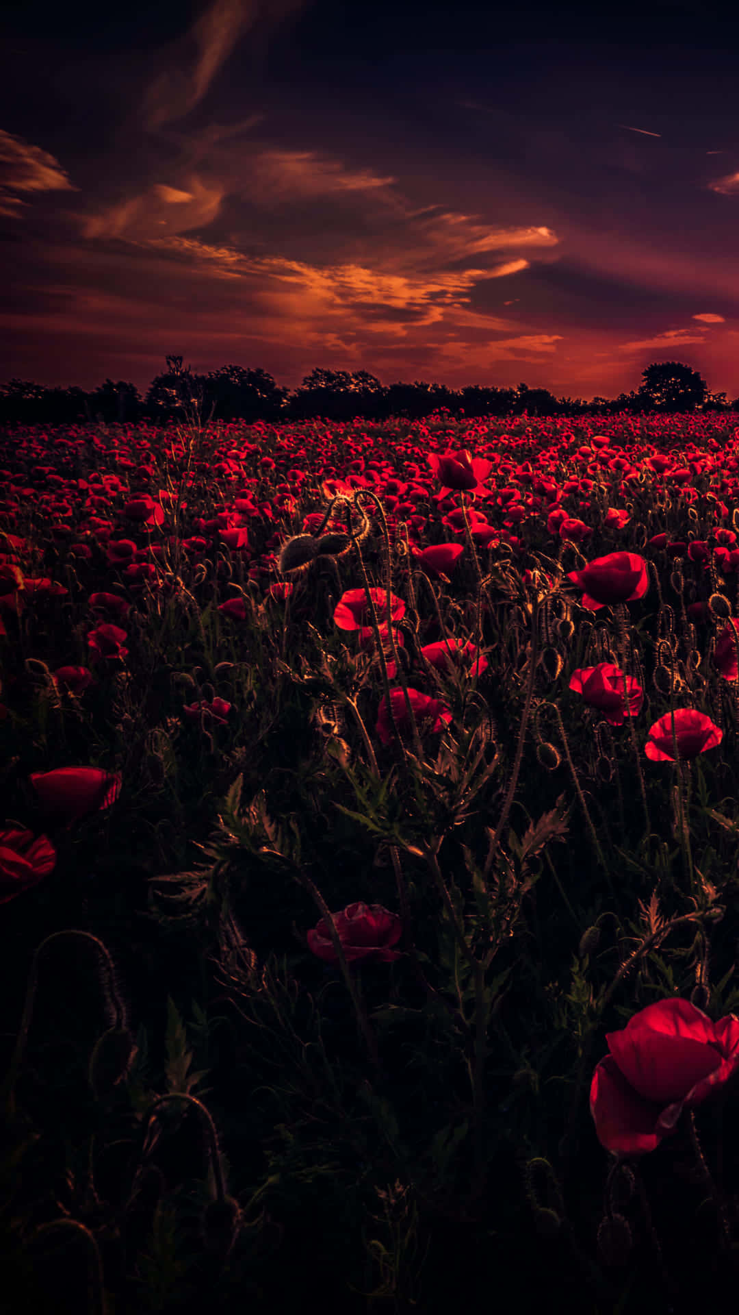 1920x1080 Hd Fall Dark Open Field Roses Background