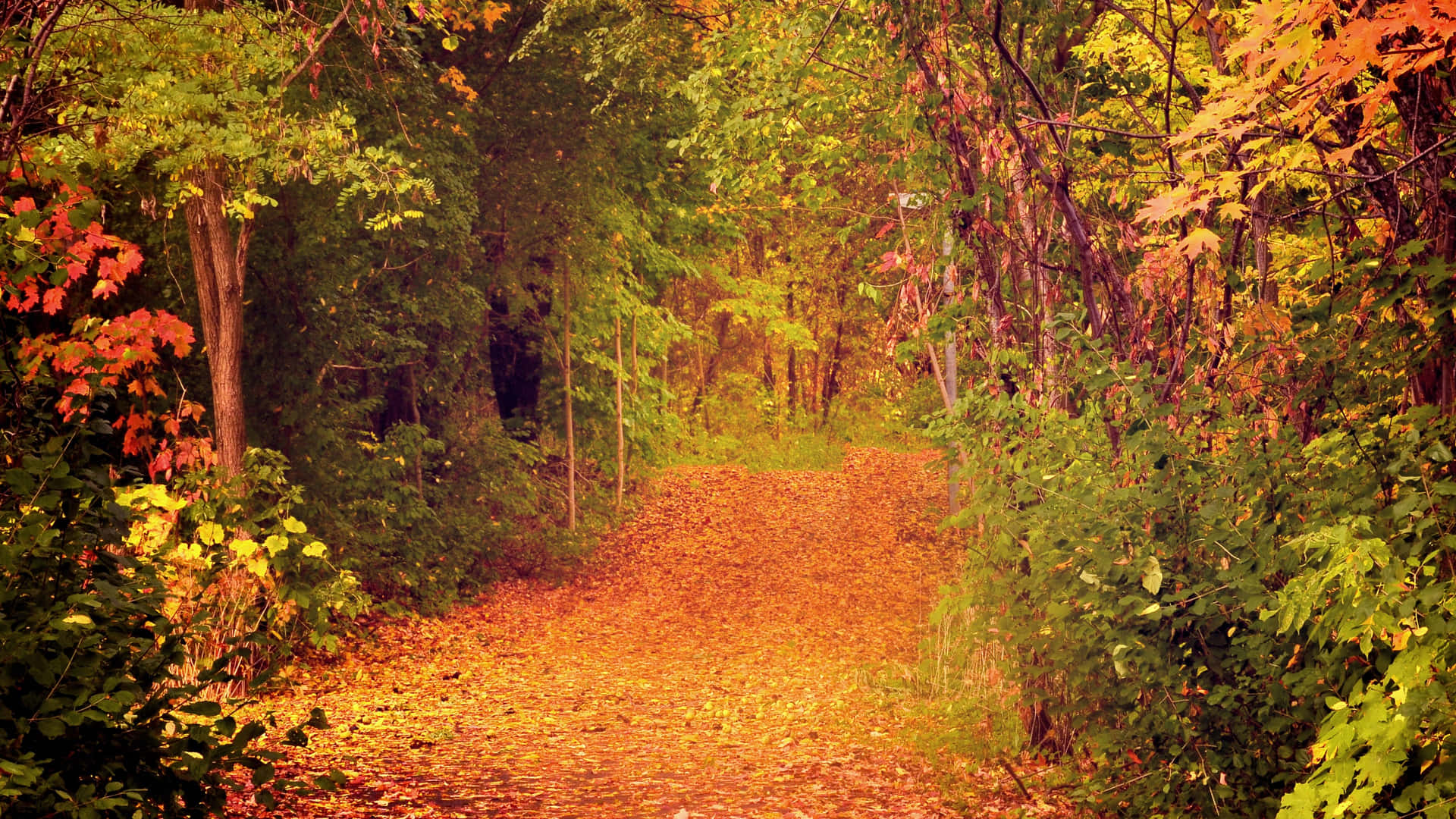 1920x1080 Hd Fall Forest Leaf Ground Background