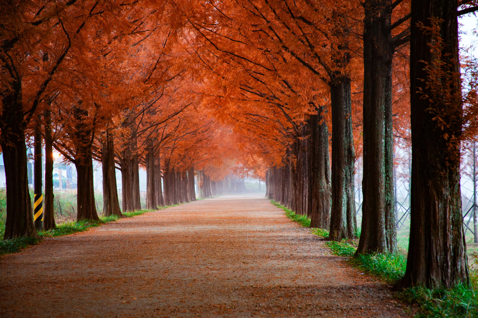 1920x1080 Hd Fall Road Covered Orange Leaves Background