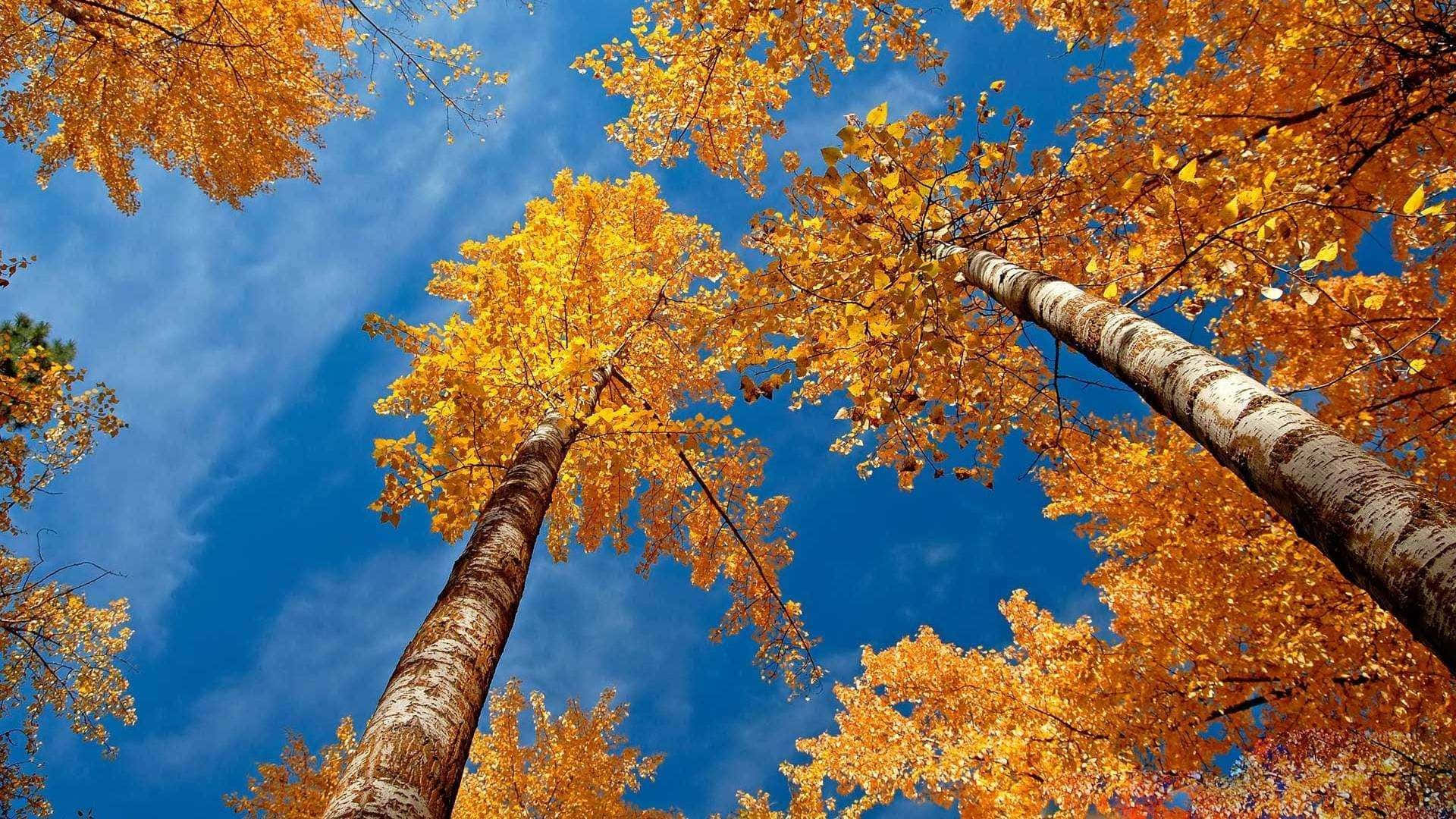 1920x1080 Hd Fall Tall Trees Clear Sky