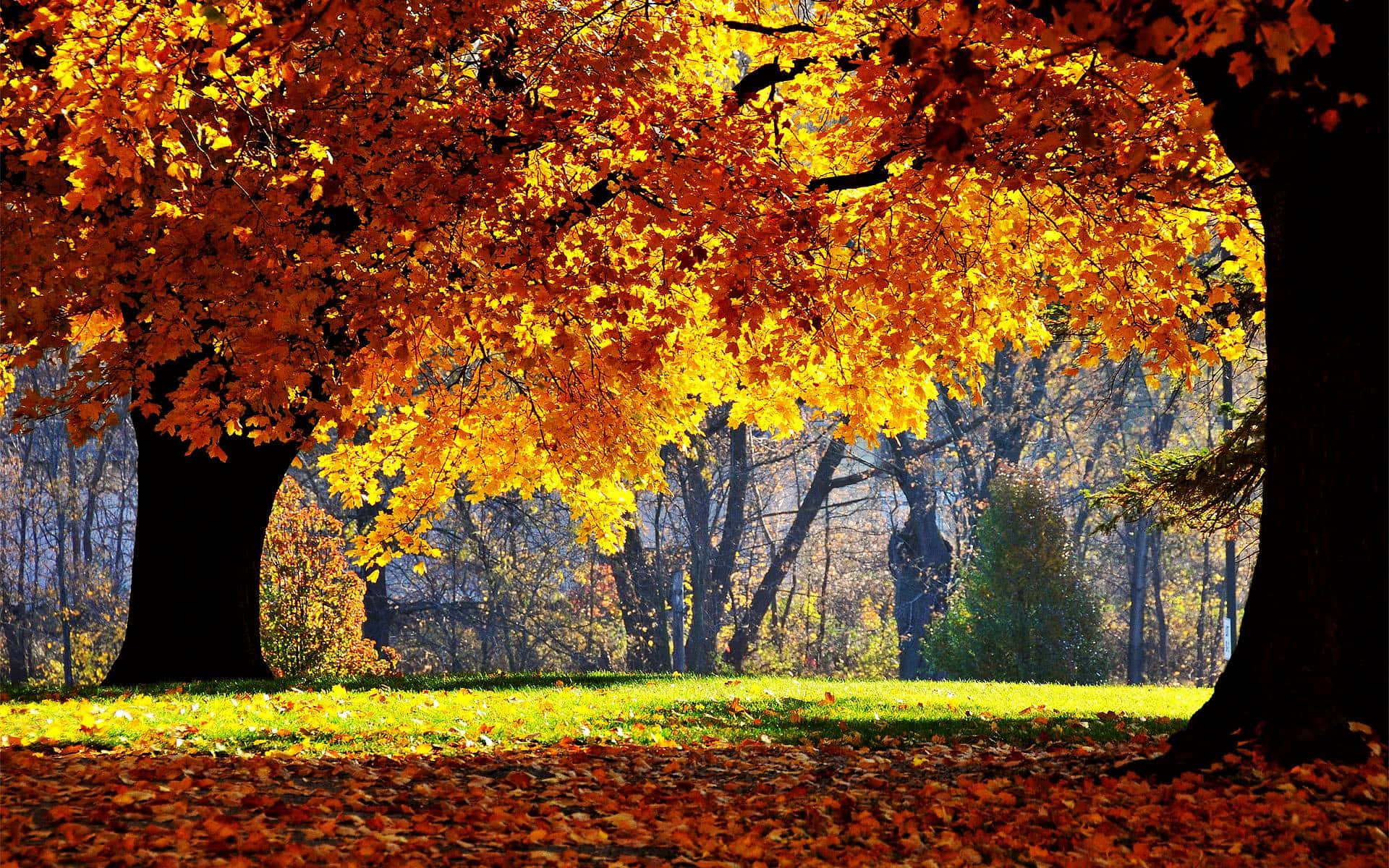 1920x1080 Hd Fall Trees Green Grass Background