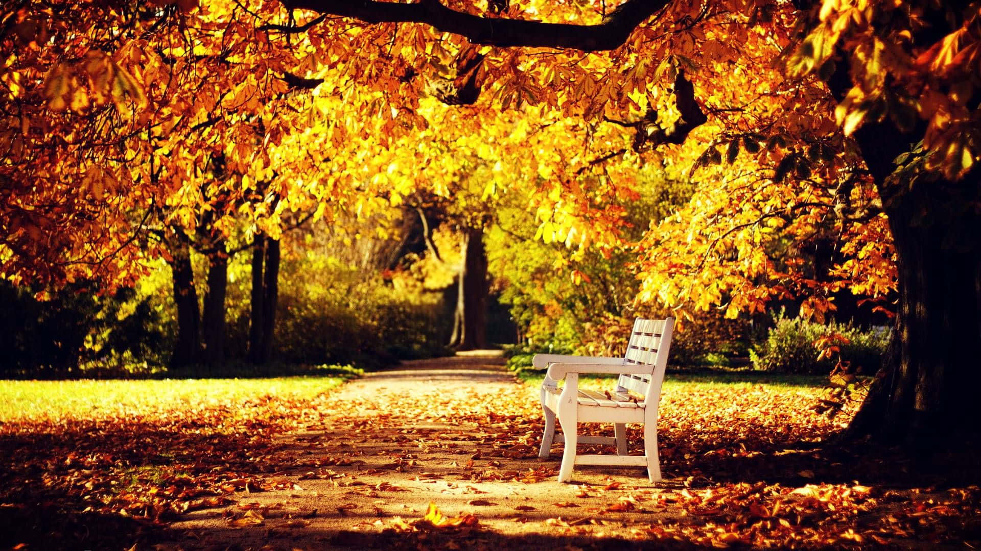 1920x1080 Hd Fall White Park Bench Background