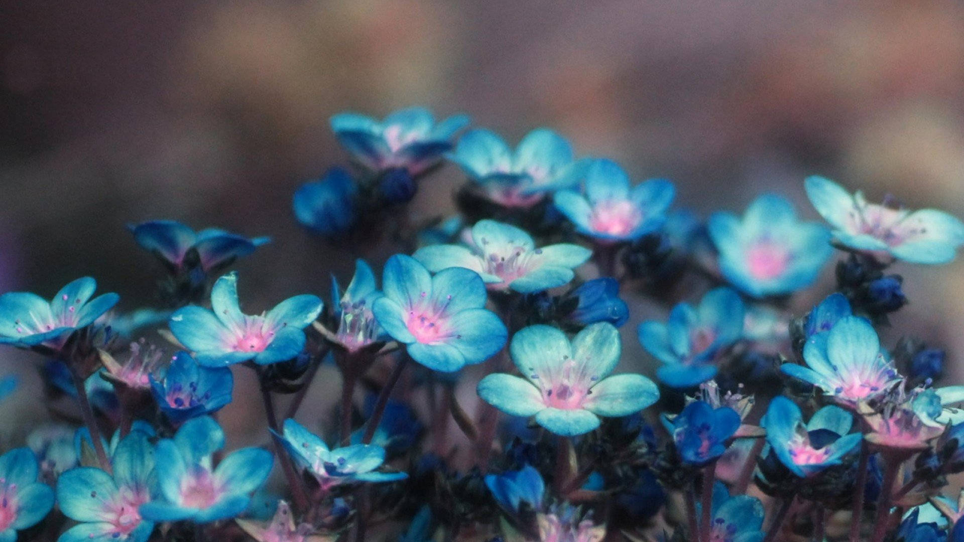 1920x1080 Hd Flower Blue