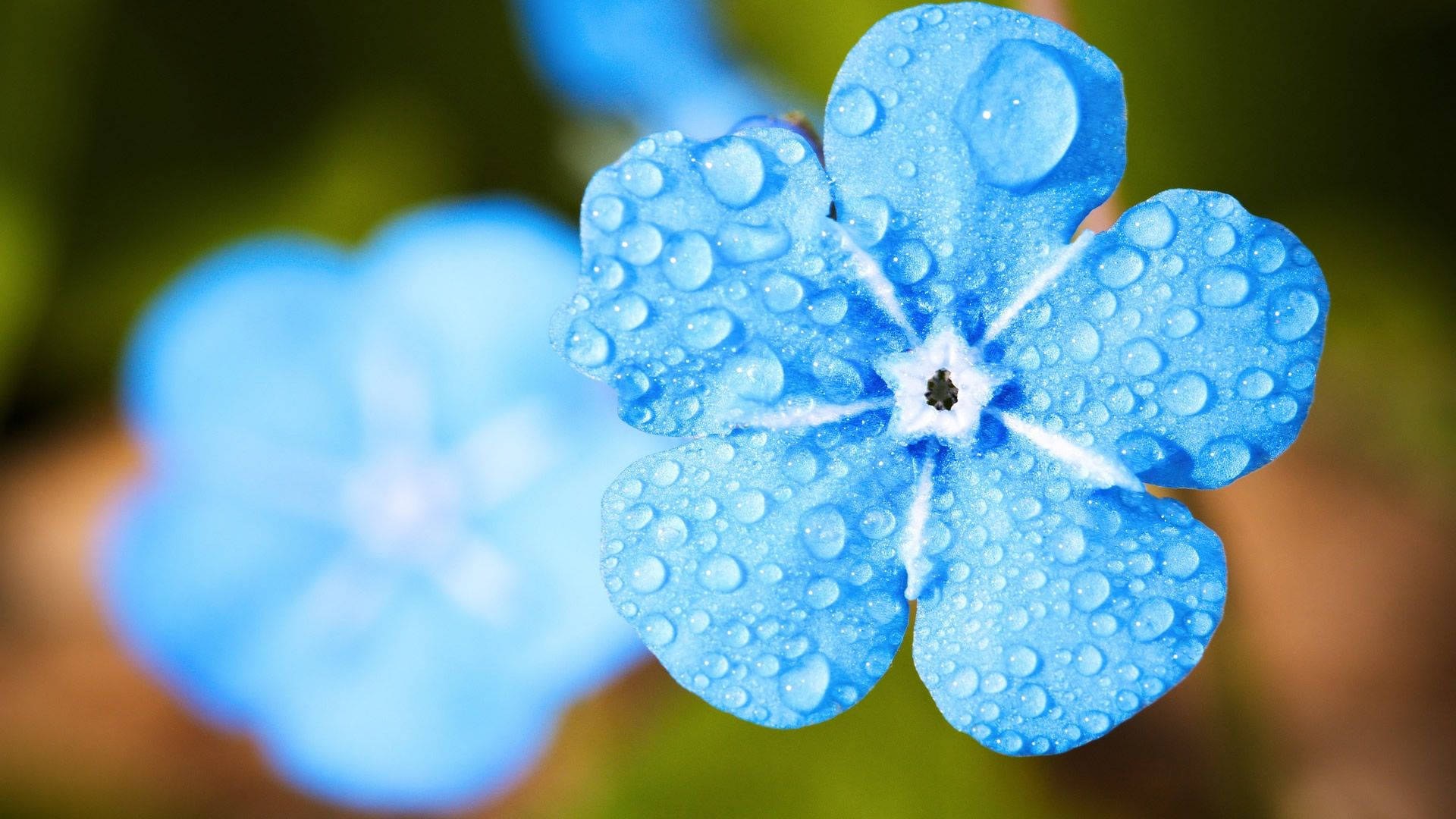 1920x1080 Hd Flower Blue Background