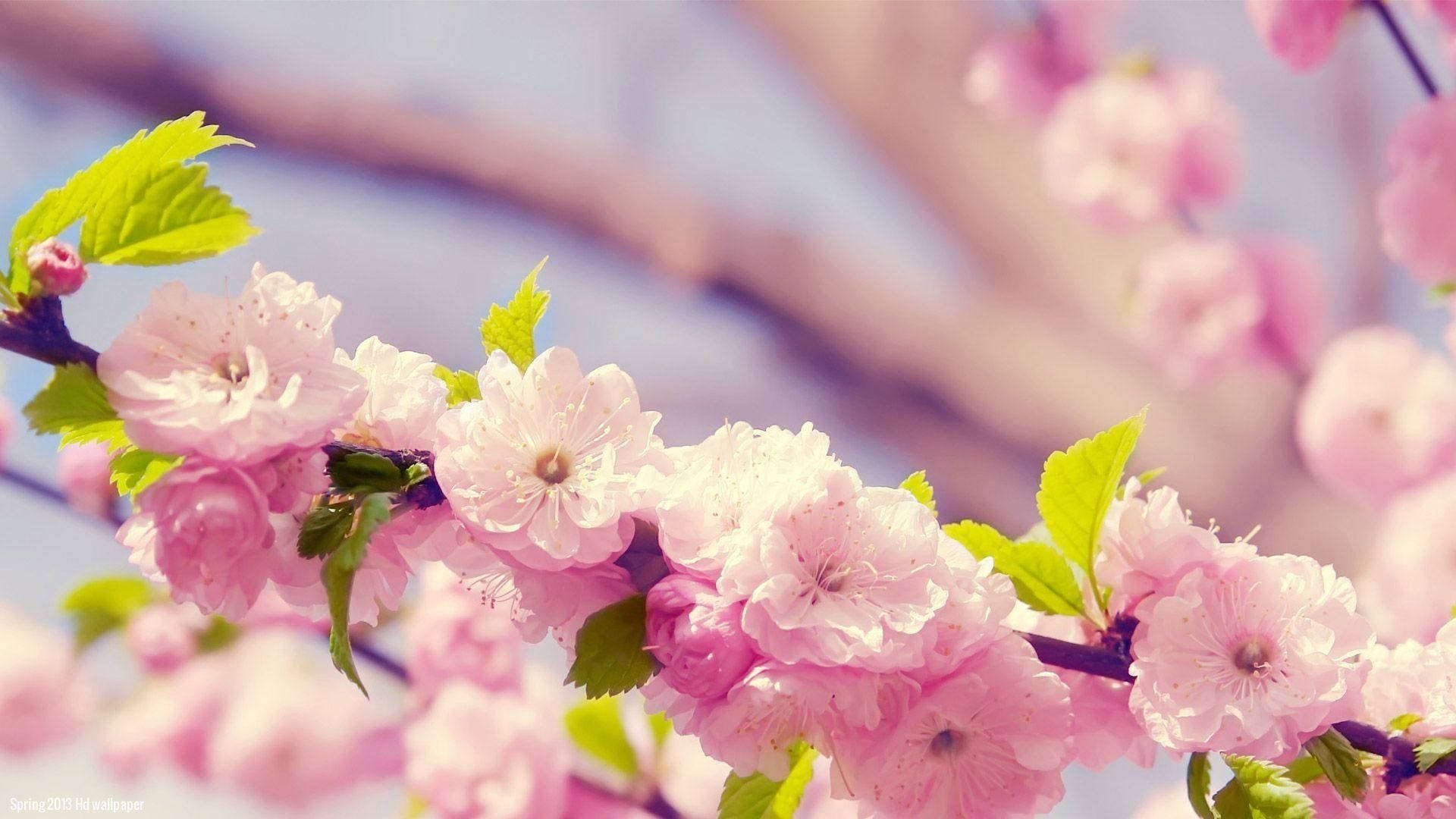 1920x1080 Hd Flower Cherry Tree Background