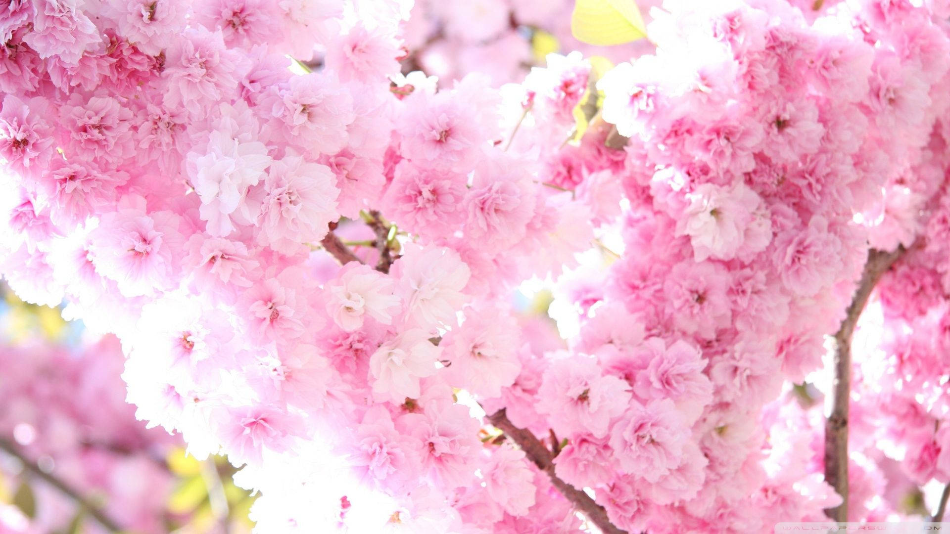 1920x1080 Hd Flower Cherry Tree Background