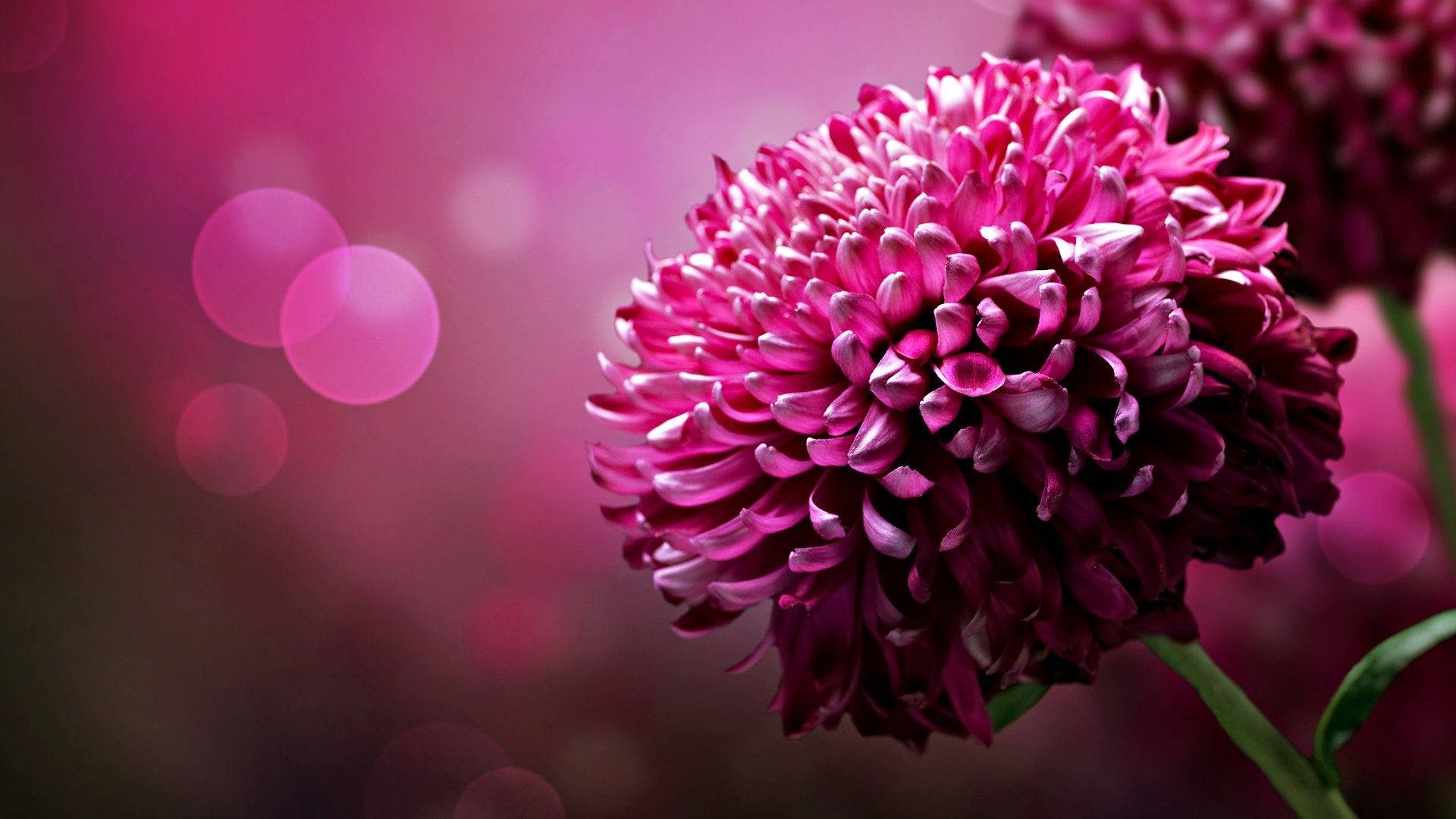 1920x1080 Hd Flower Chrysanthemum Background