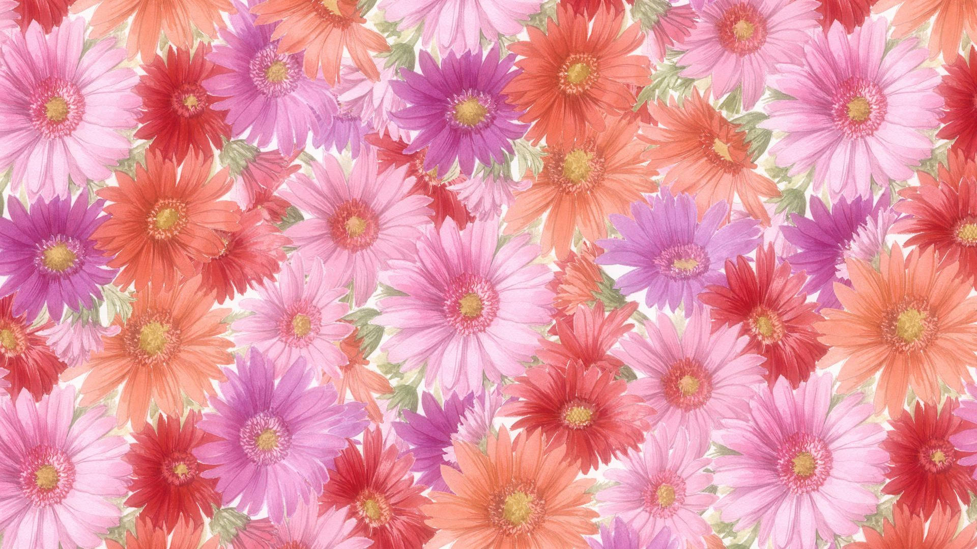 1920x1080 Hd Flower Color Gerbera Background