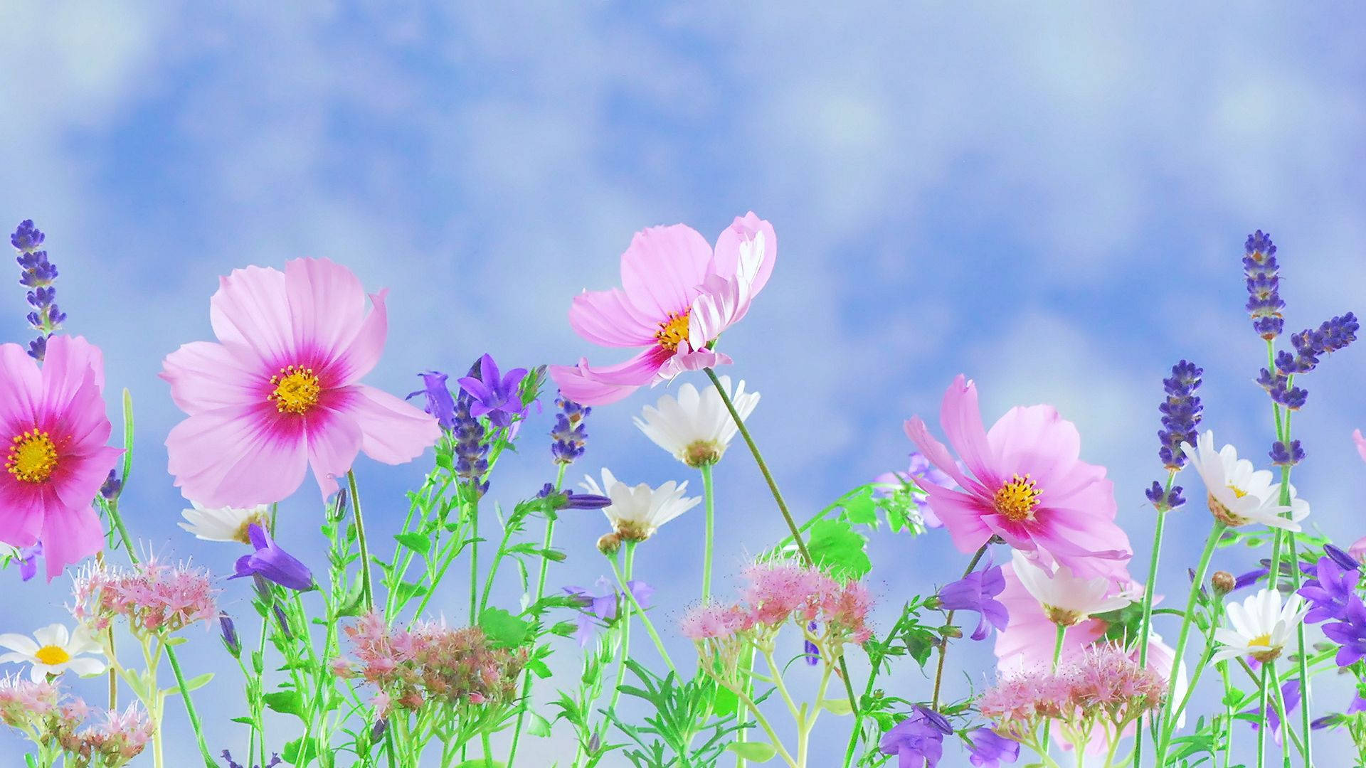 1920x1080 Hd Flower Garden