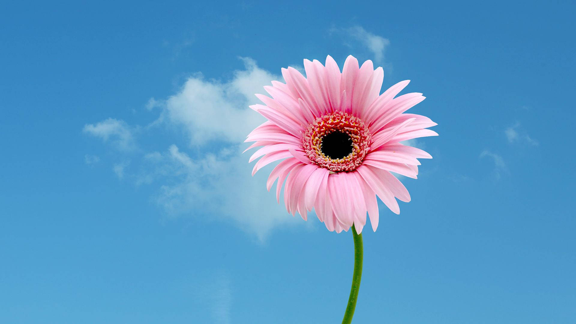 1920x1080 Hd Flower Pink Sky Background