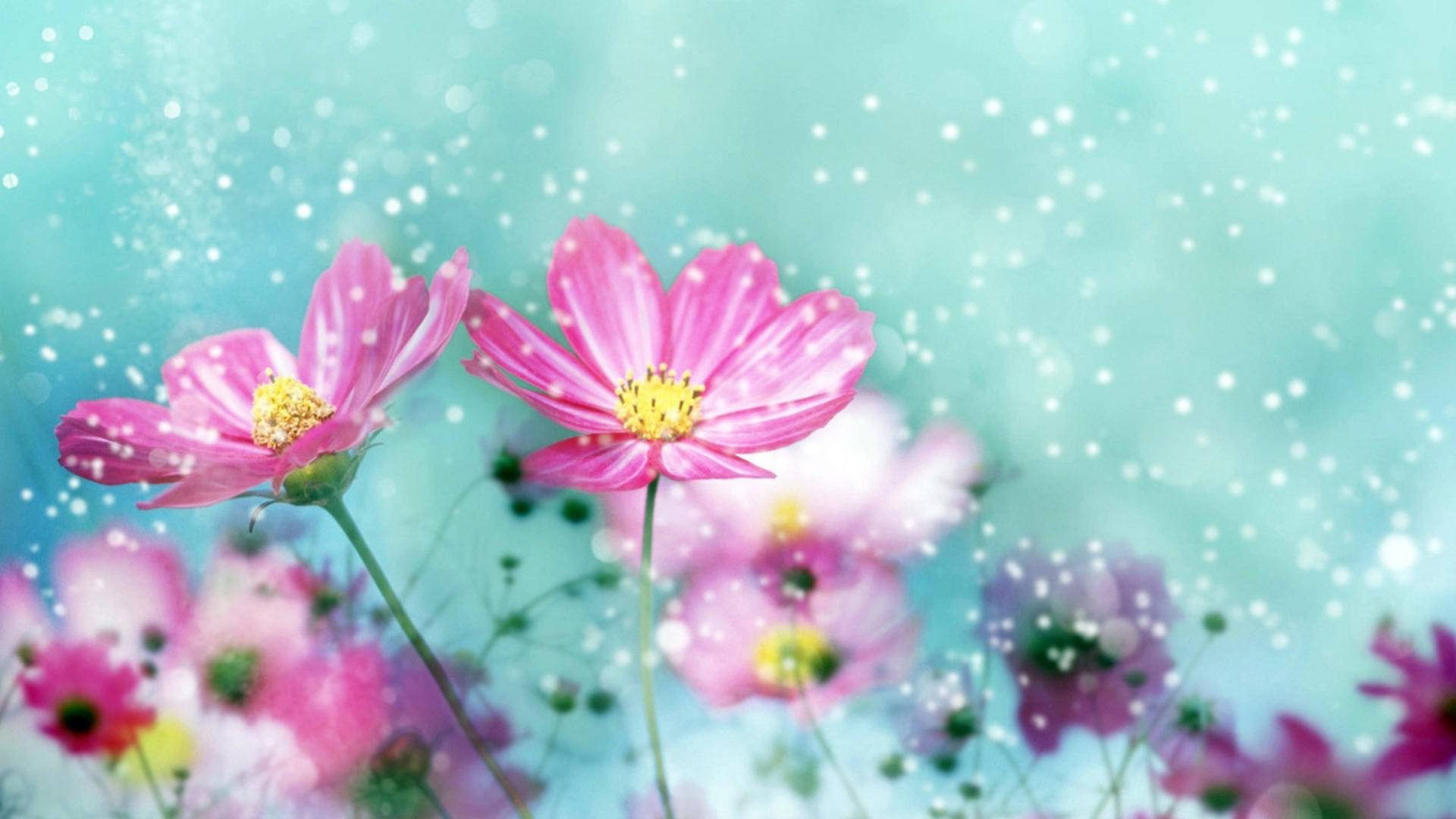 1920x1080 Hd Flower Pretty Background