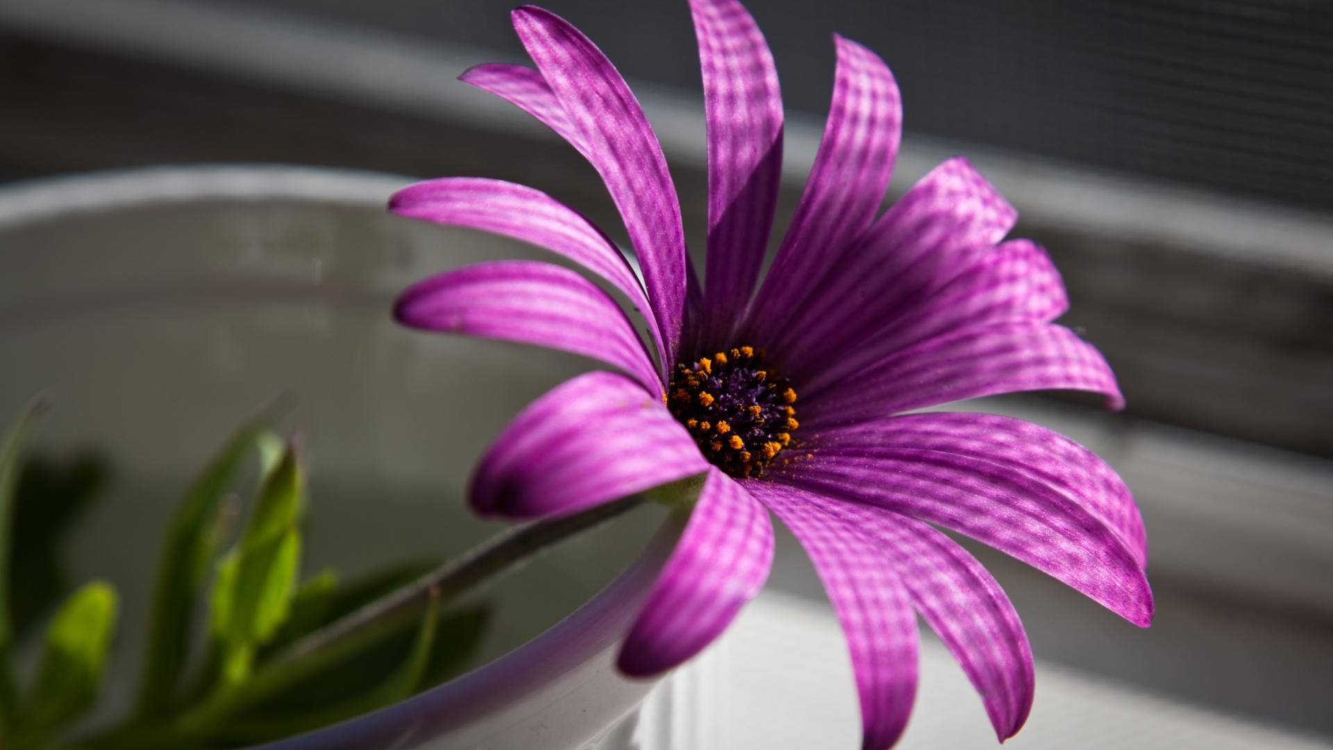 1920x1080 Hd Flower Purple Background