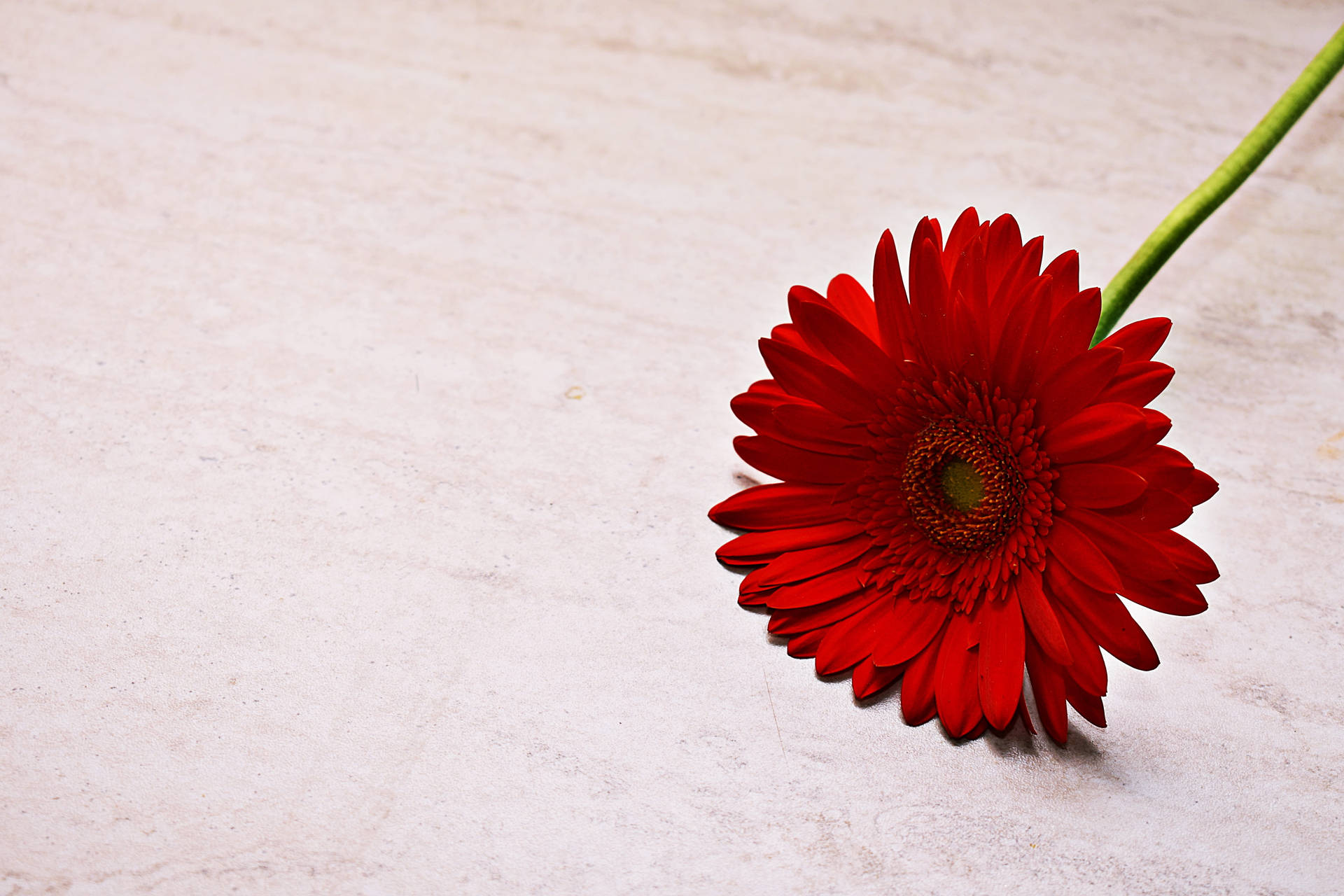 1920x1080 Hd Flower Red Gerbera Background